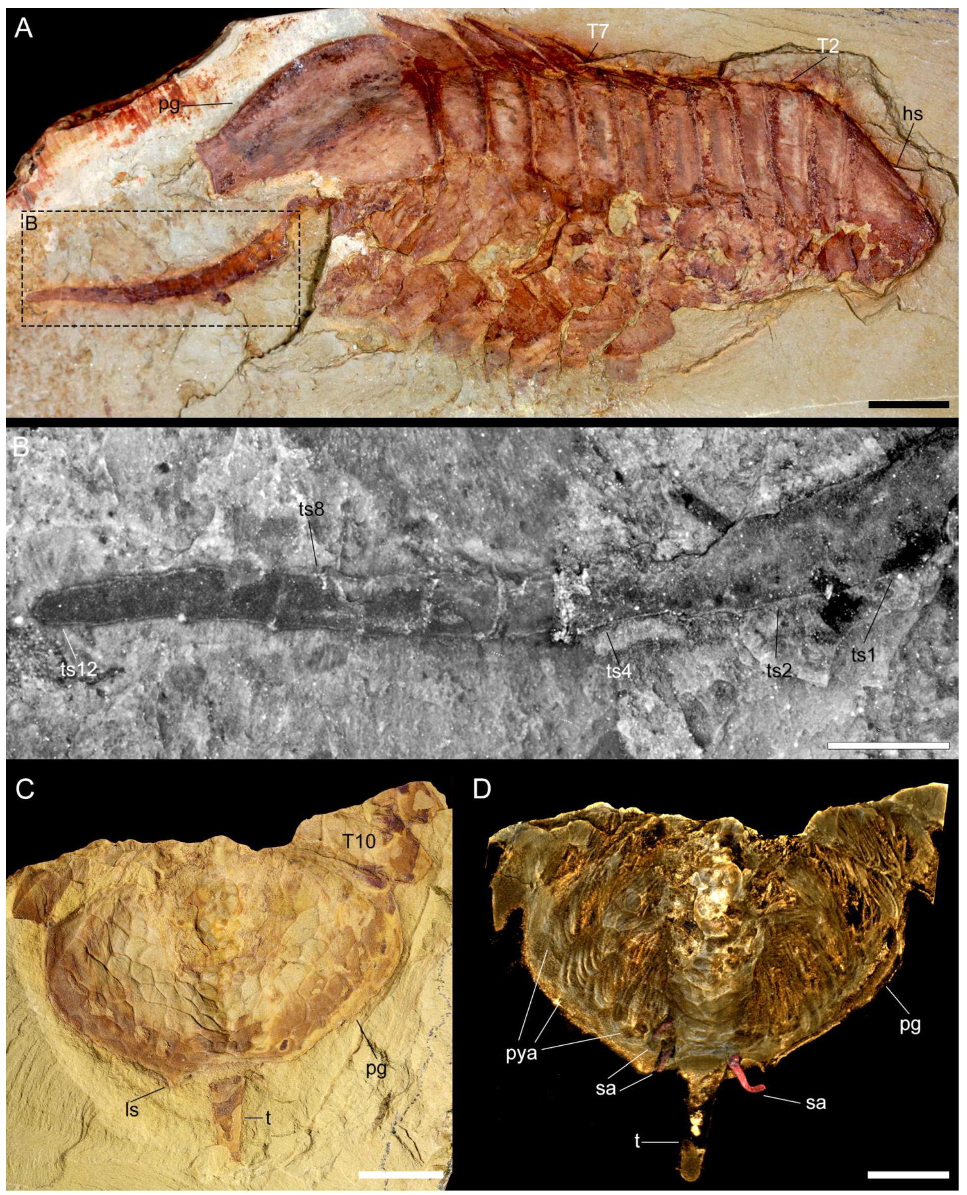 Biology 11 01235 g004 550