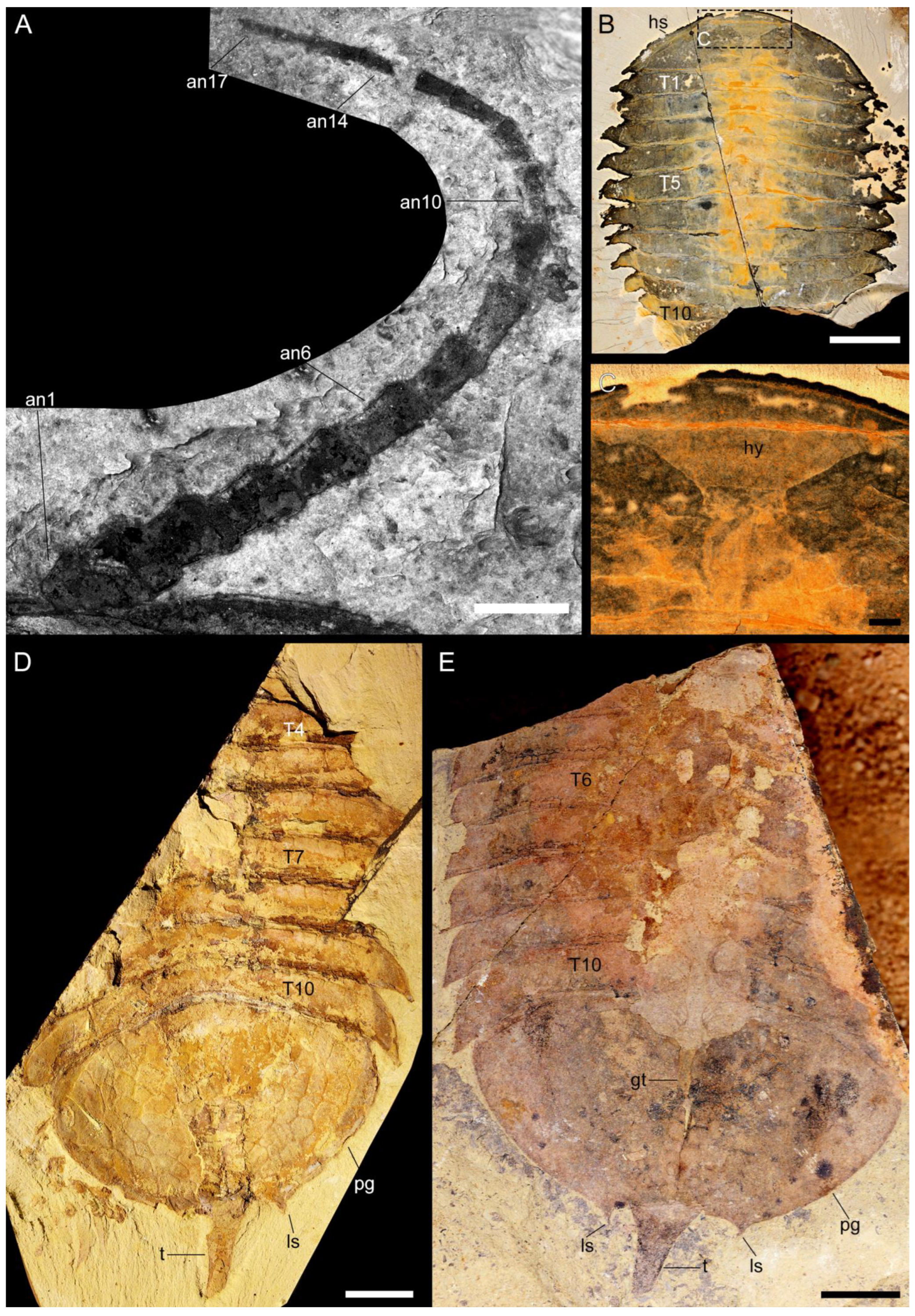 Biology 11 01235 g0a1 550