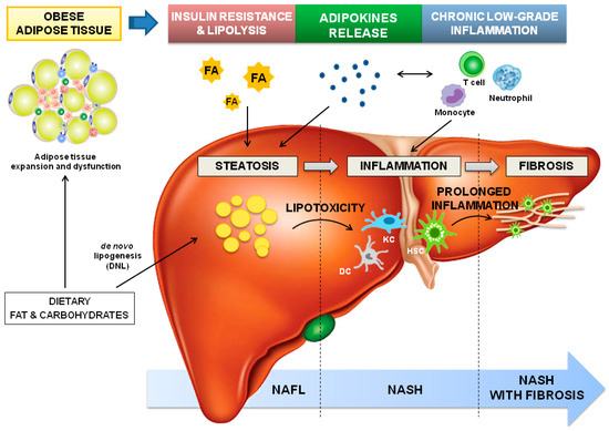 Adipokines in Non-Alcoholic Fatty Liver Disease: Are We on