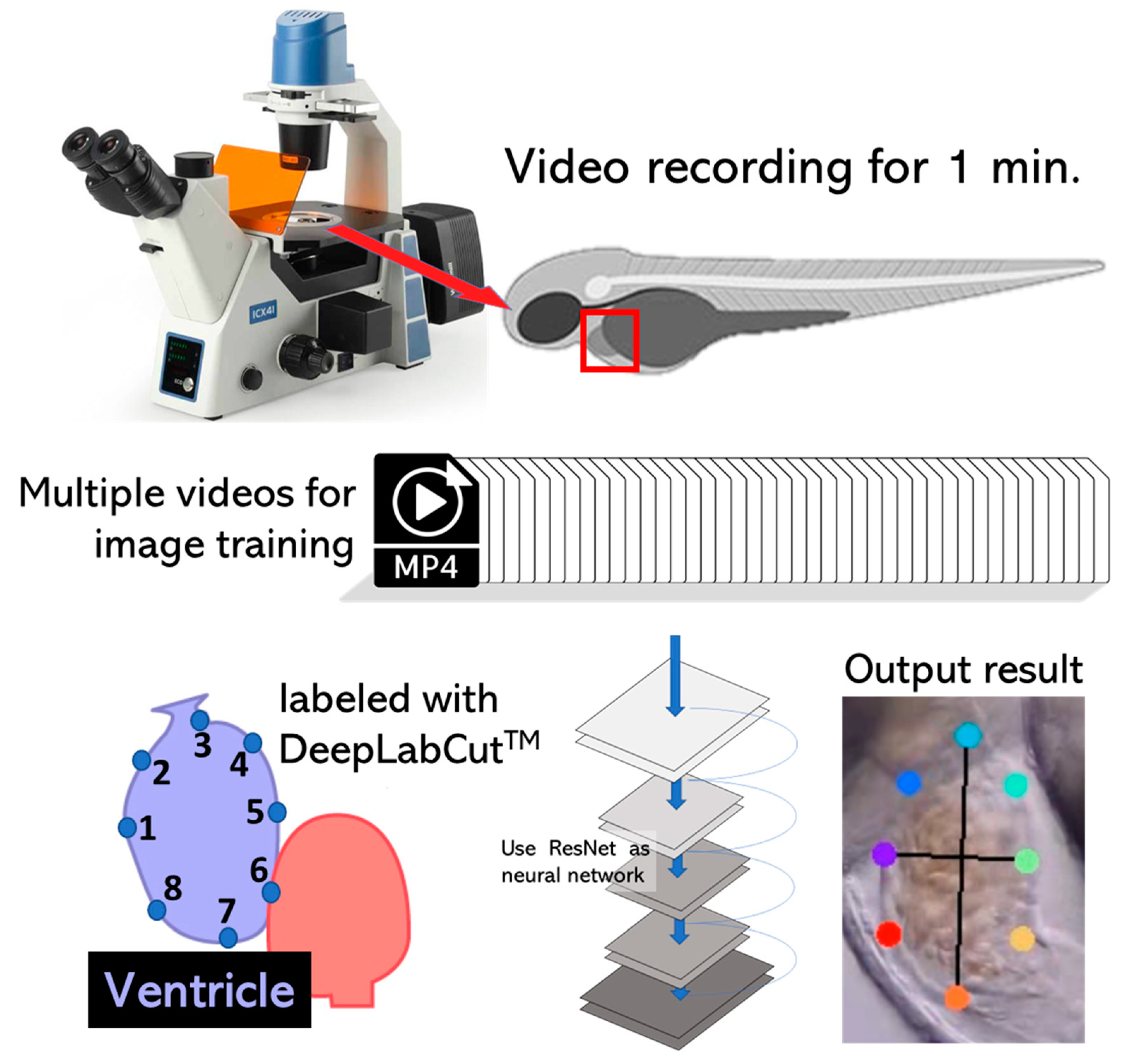 Using DeepLabCut as a Real-Time and Markerless Tool for Cardiac 