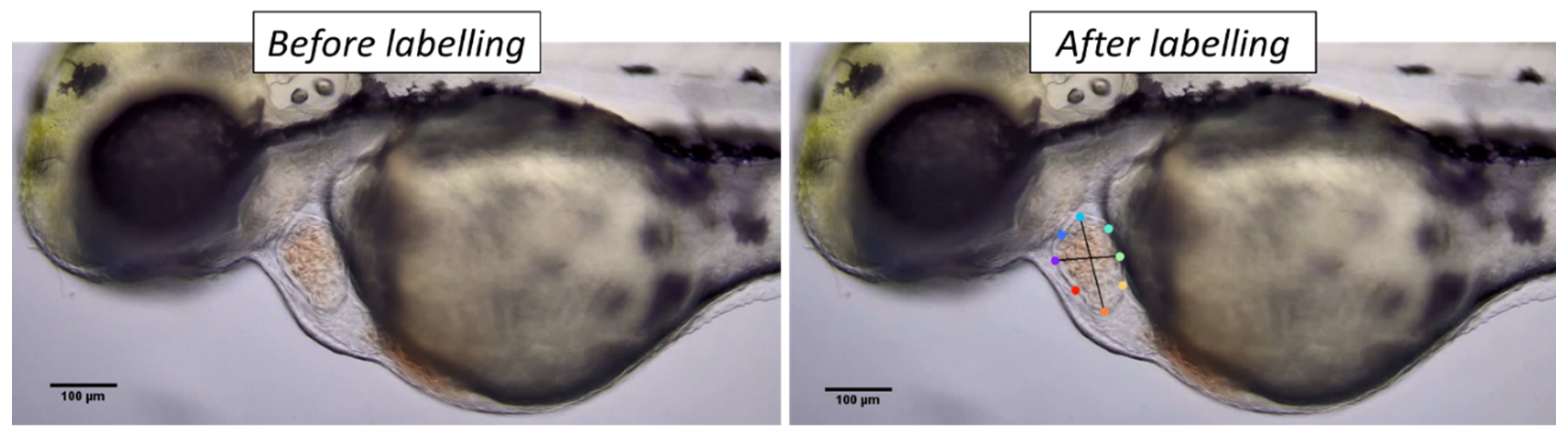 Biology 11 01243 g0a1