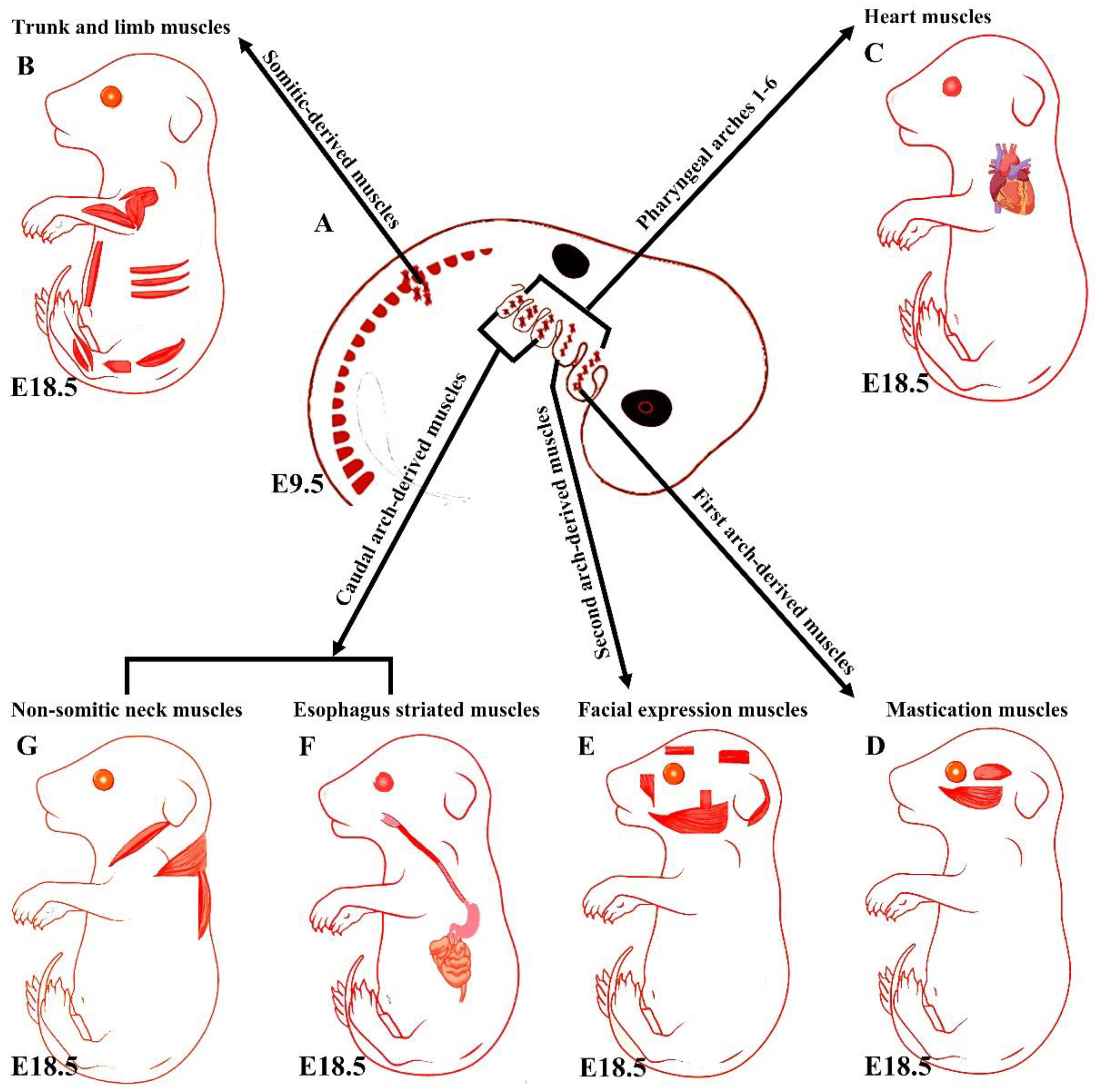 Biology 11 01245 g001
