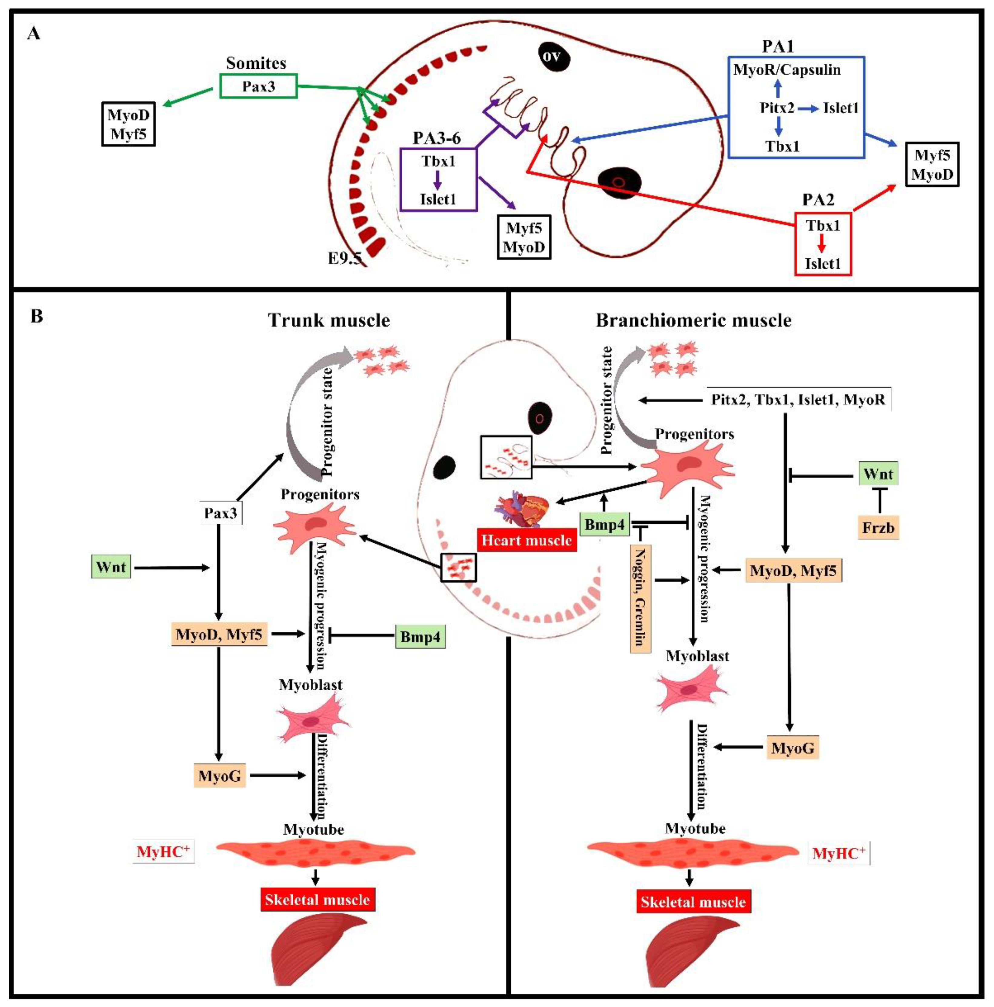 Biology 11 01245 g002