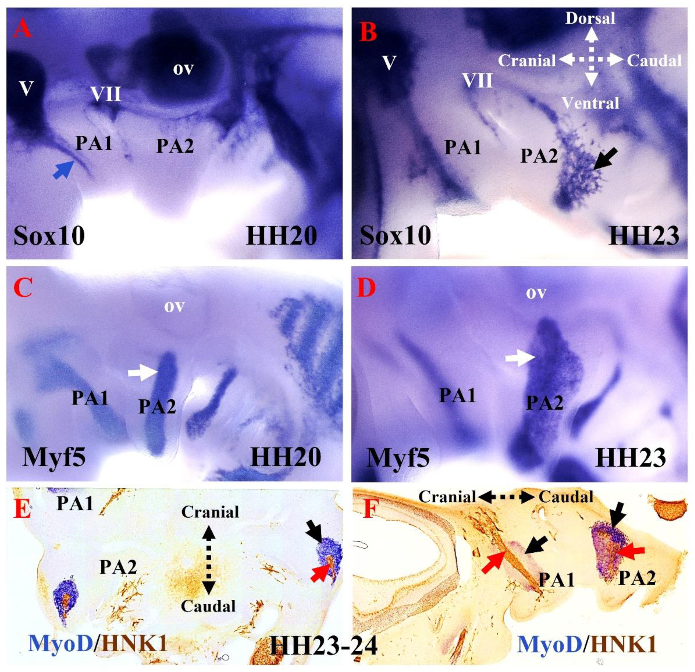 Biology 11 01245 g003