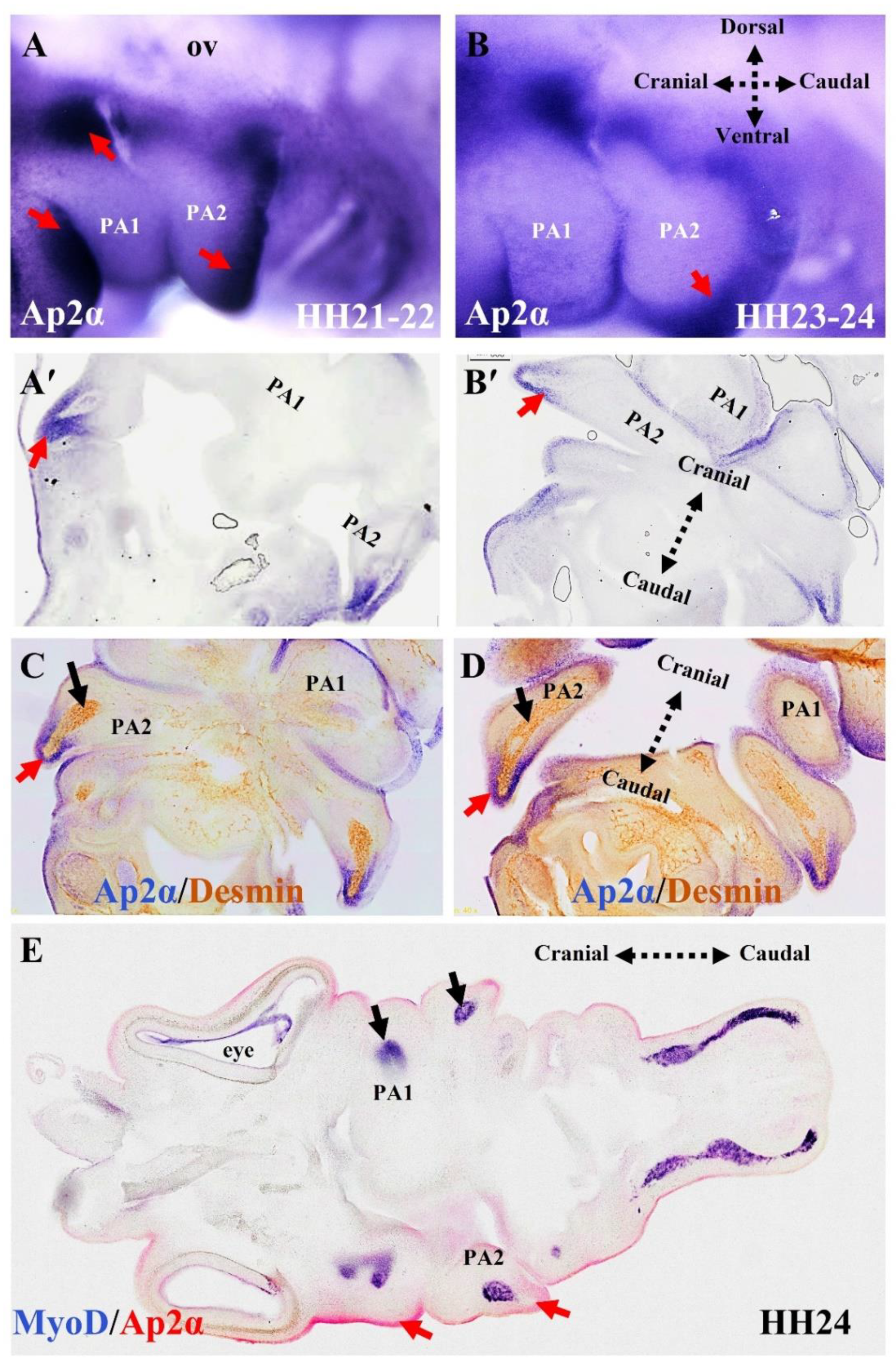 Biology 11 01245 g004