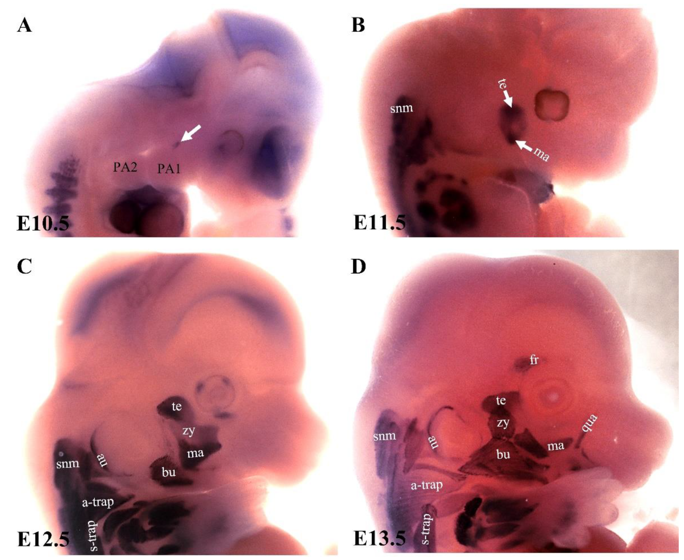 Biology 11 01245 g005