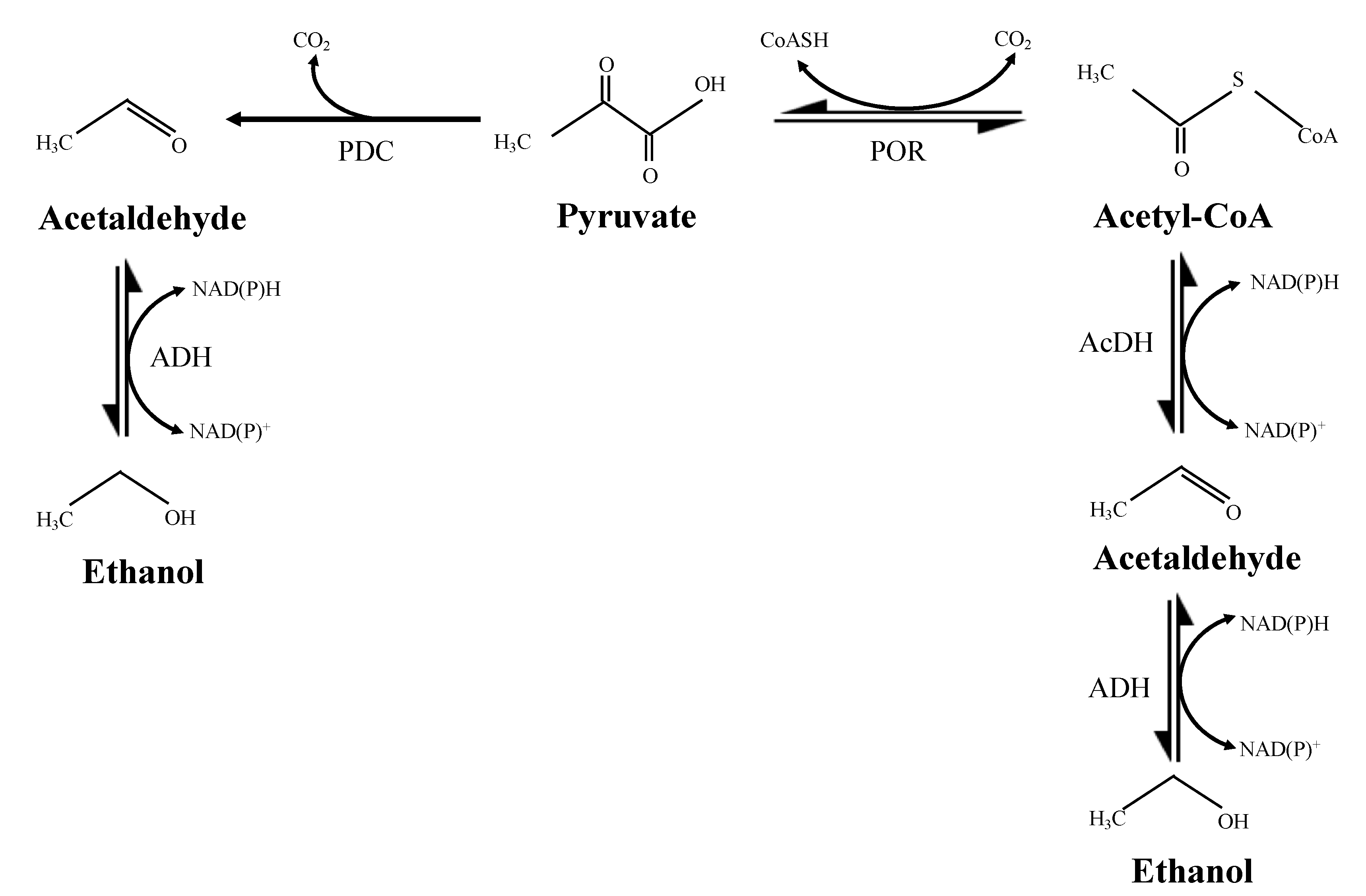 Pyruvate To Ethanol Mechanism