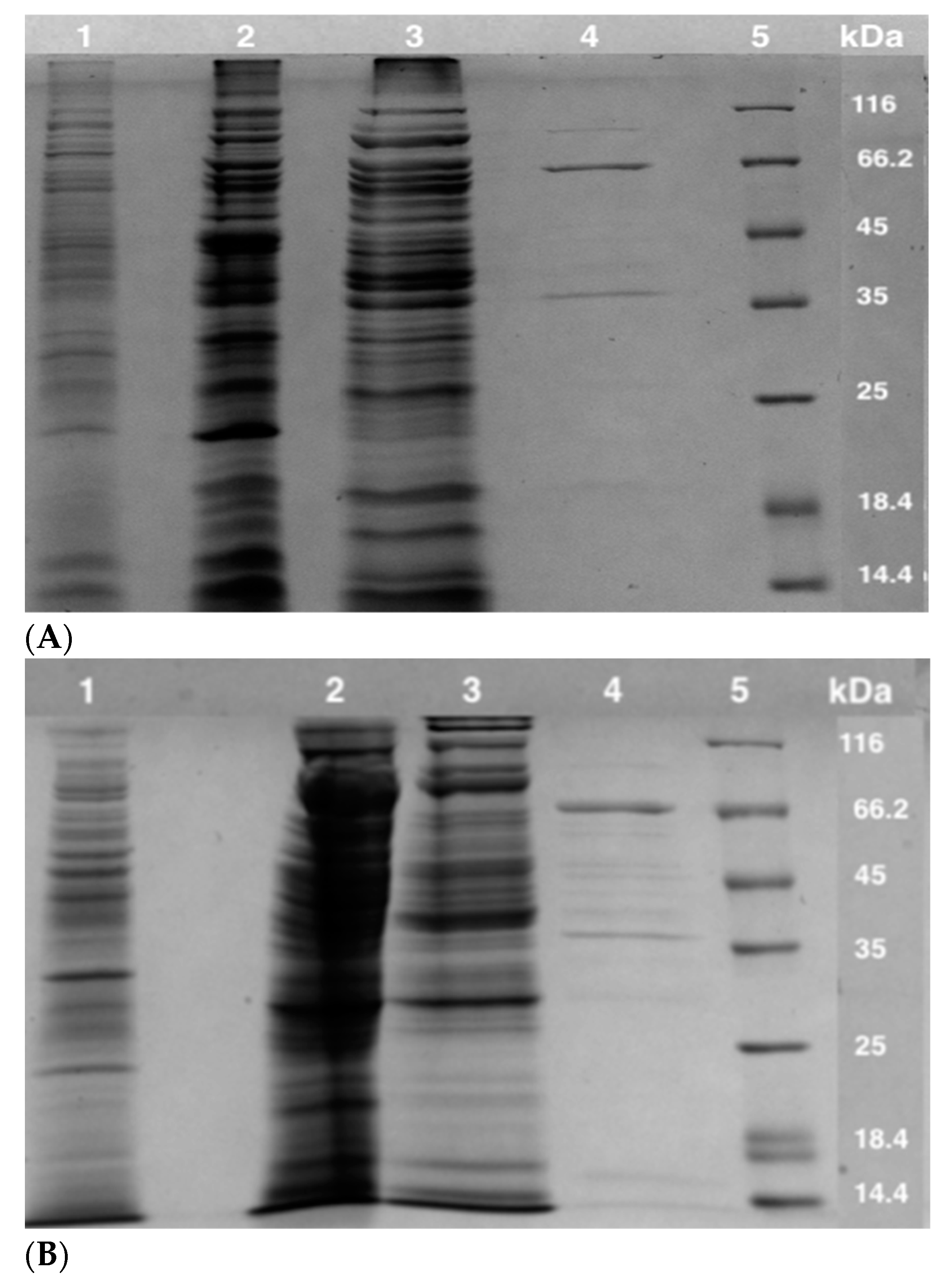 Biology 11 01247 g002 Biology 11 01247 g002
