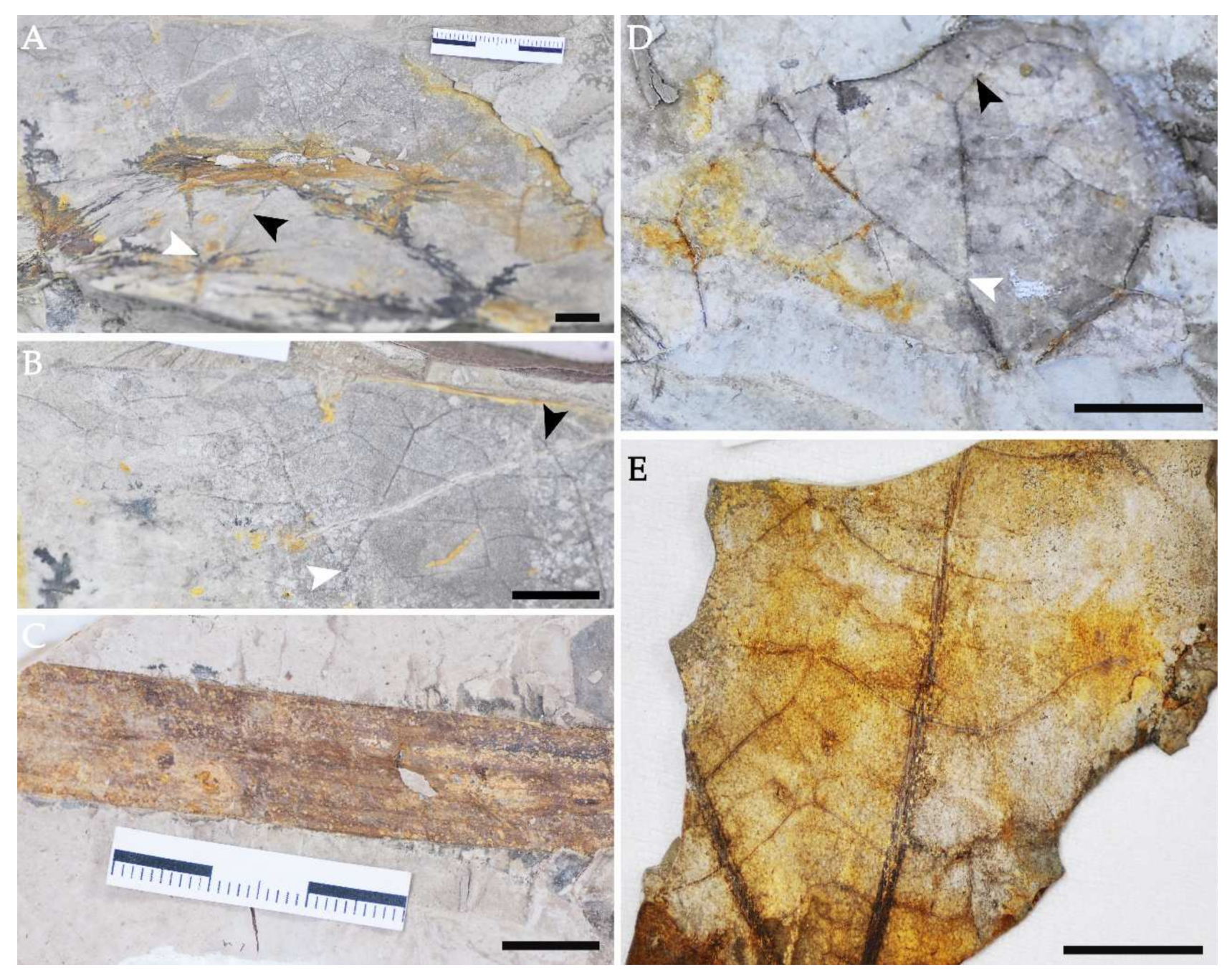 Biology 11 01261 g002