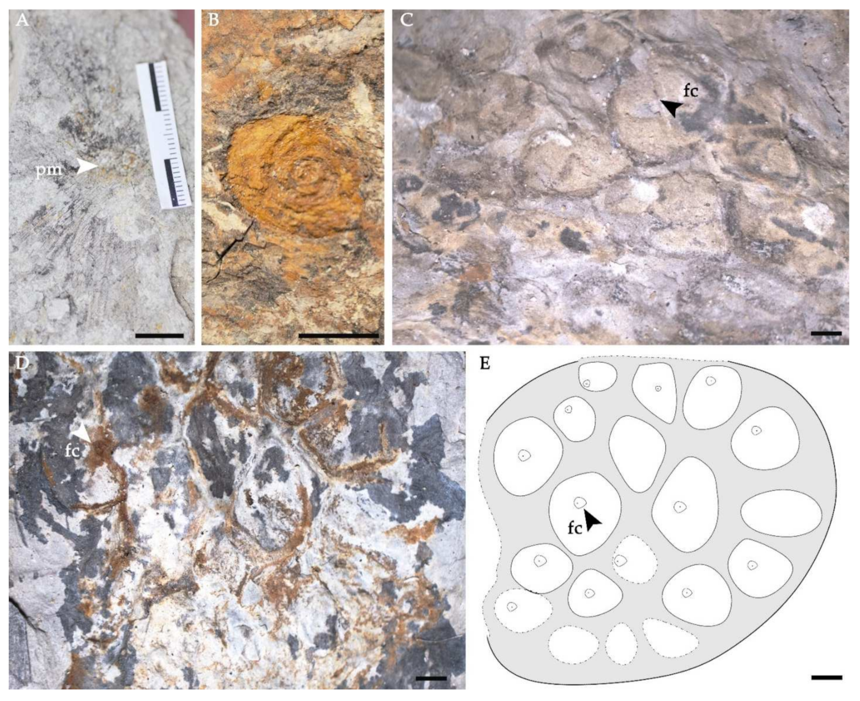 Biology 11 01261 g004