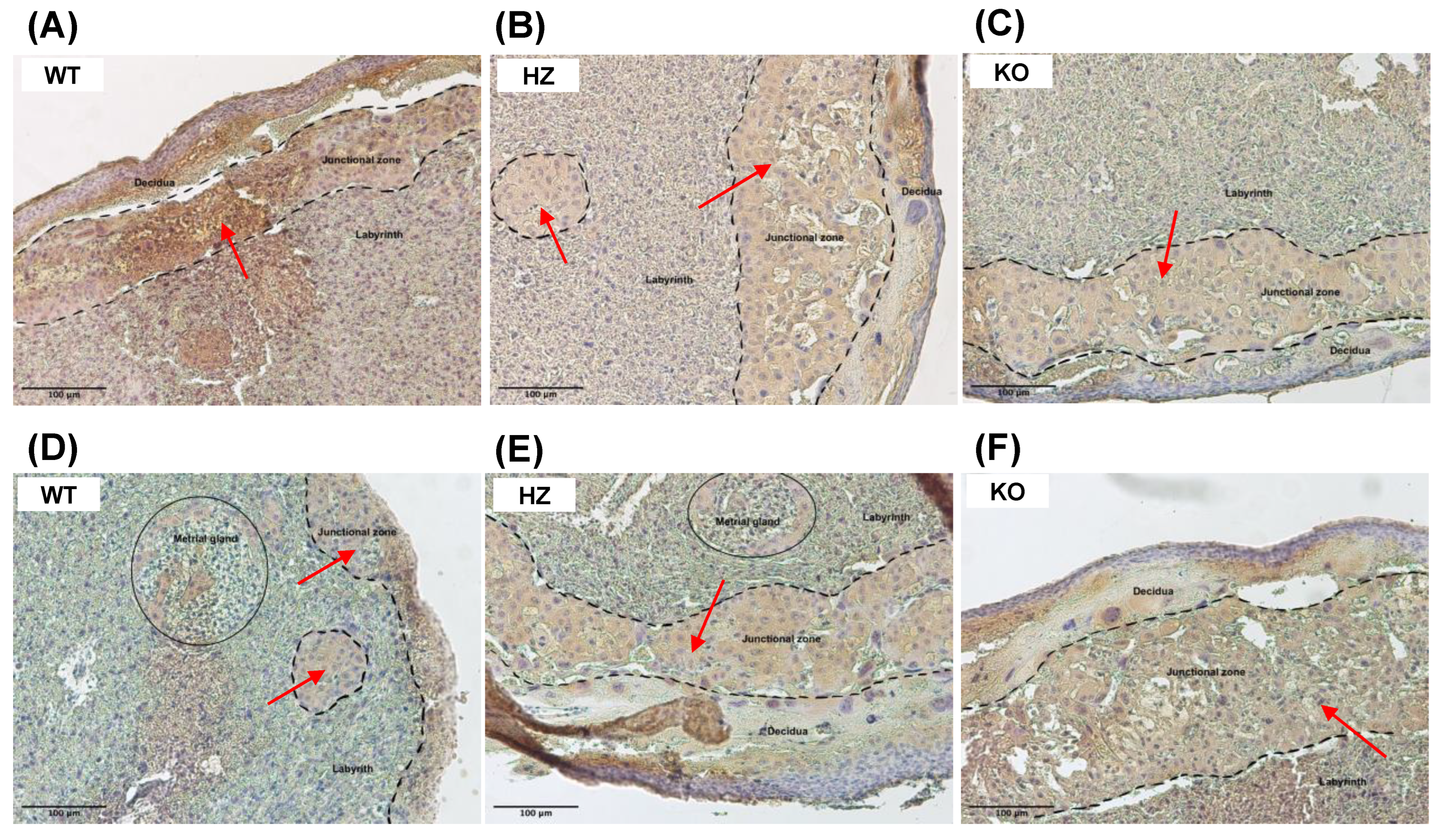 Biology 11 01264 g004