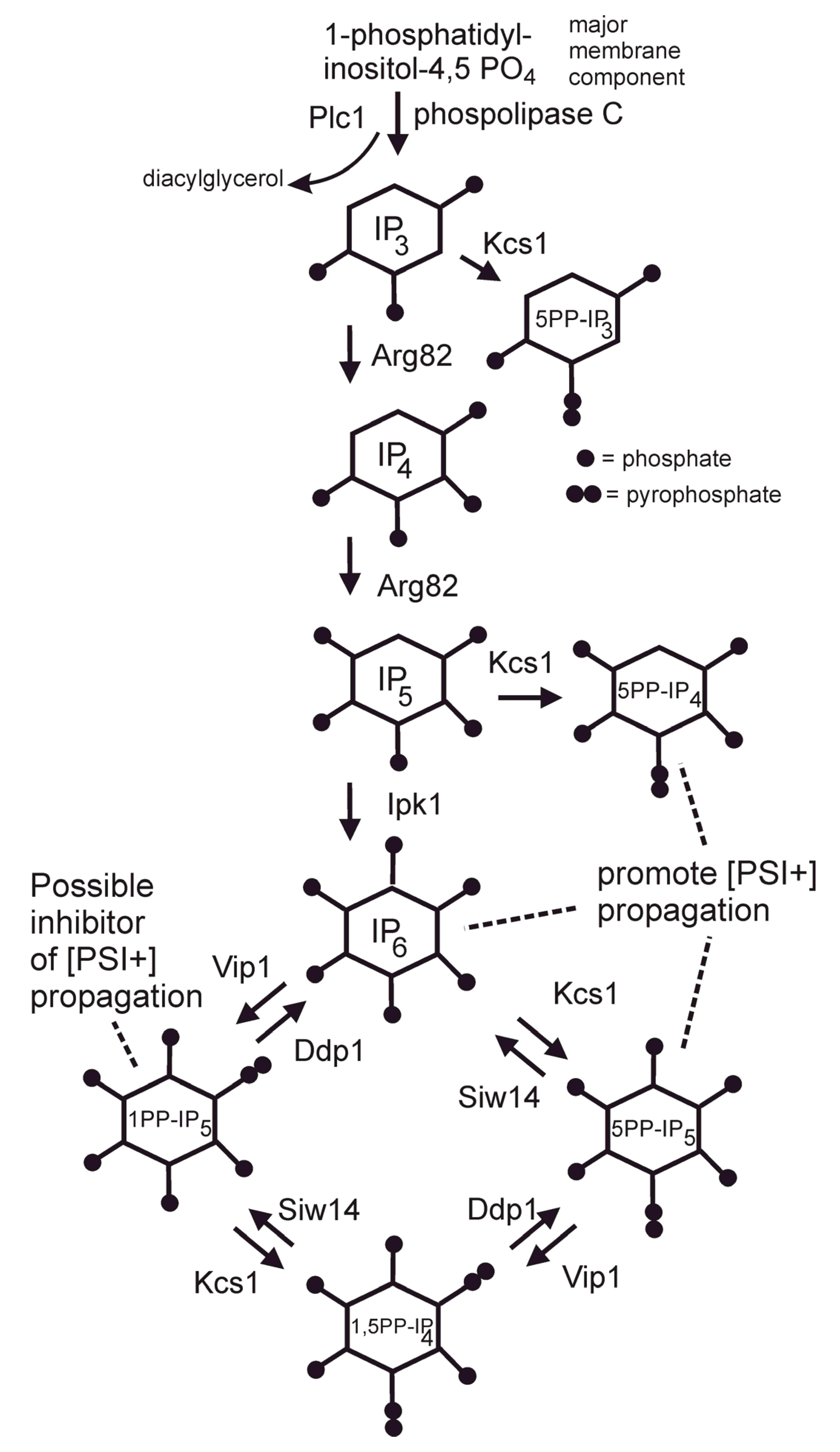 Biology 11 01266 g002 Biology 11 01266 g002
