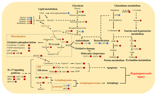 Integrative Analysis of Transcriptome and Metabolome Reveals Molecular ...