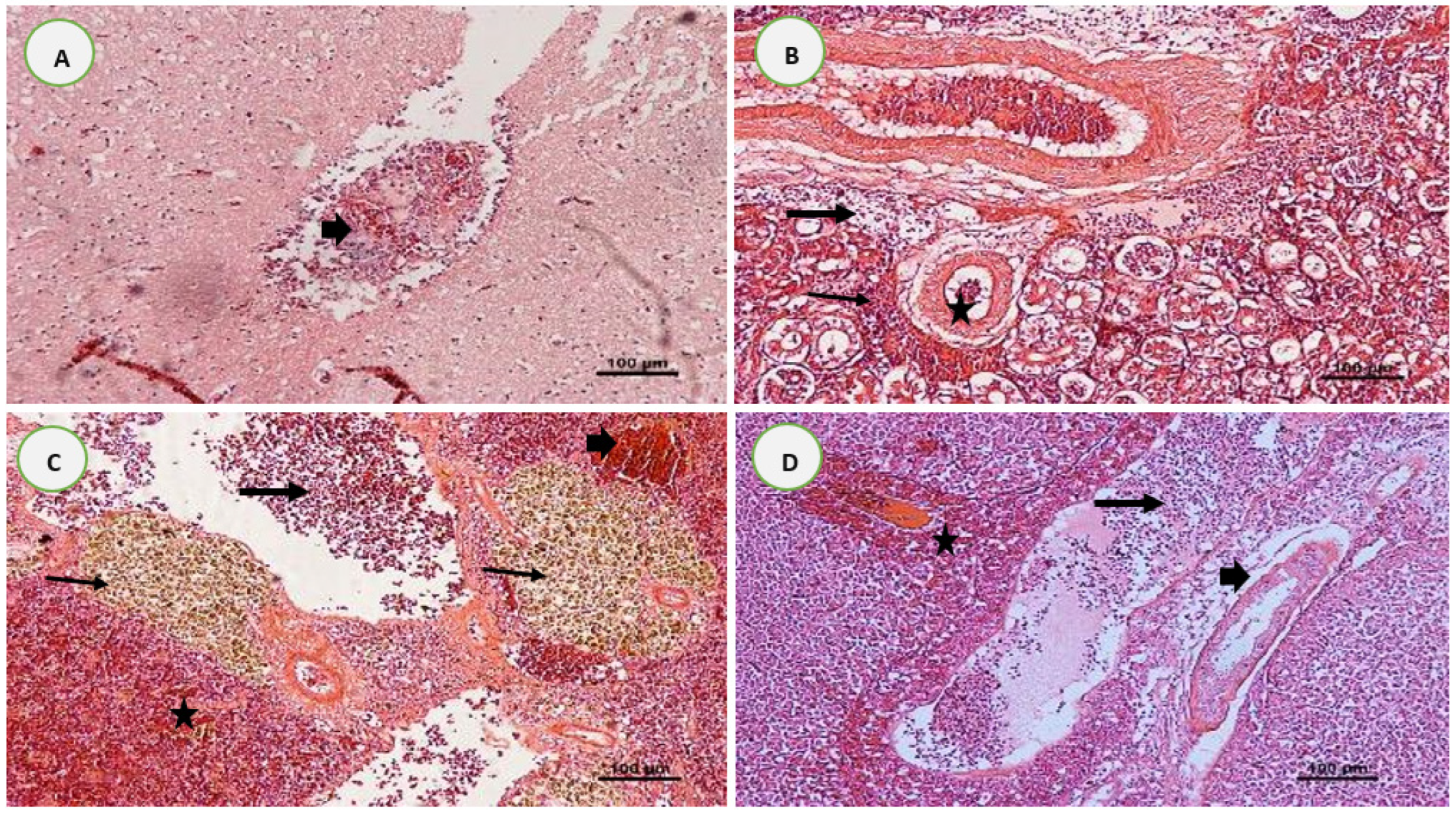 Biology 11 01268 g015 Biology 11 01268 g015