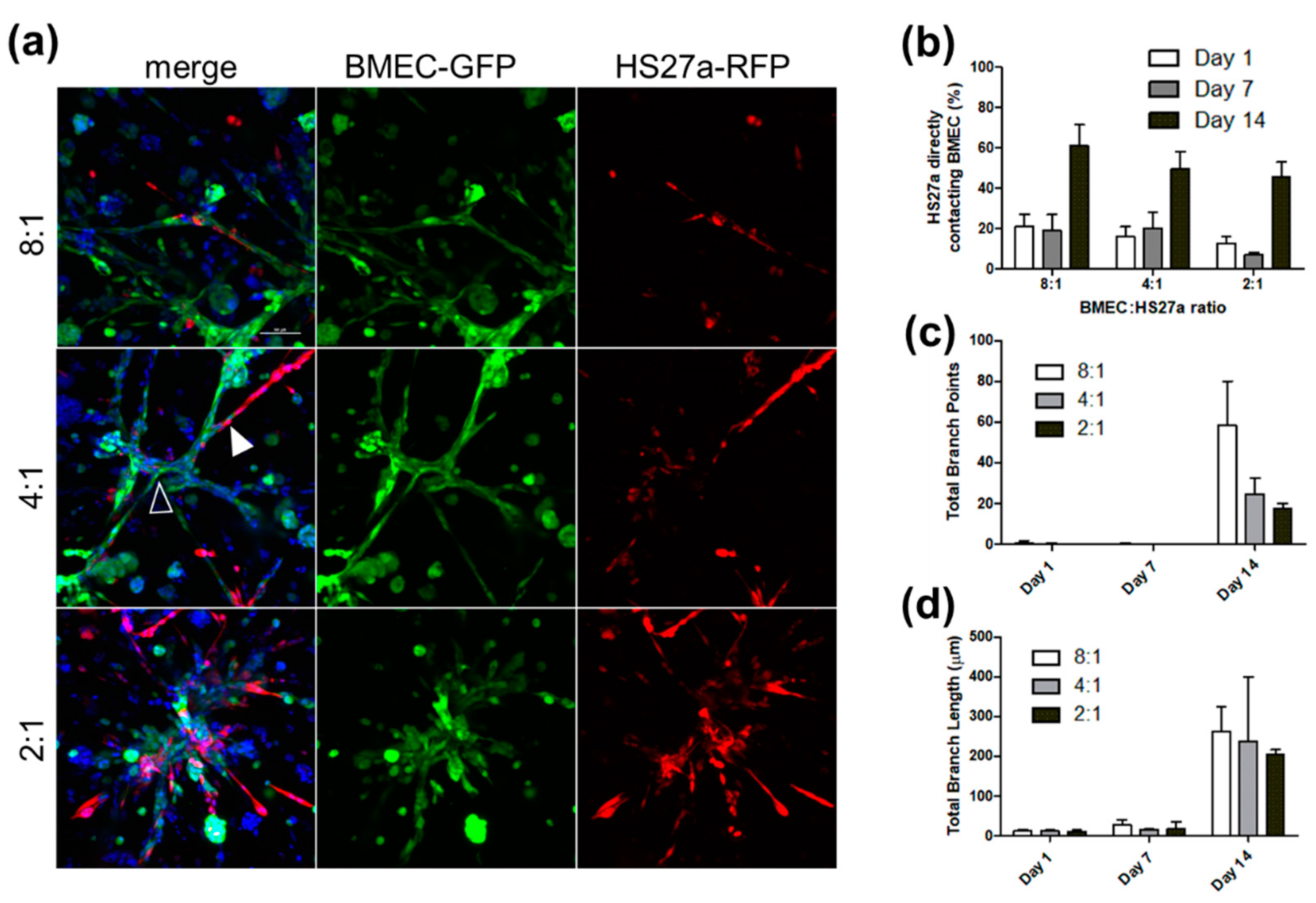 Biology 11 01271 g001