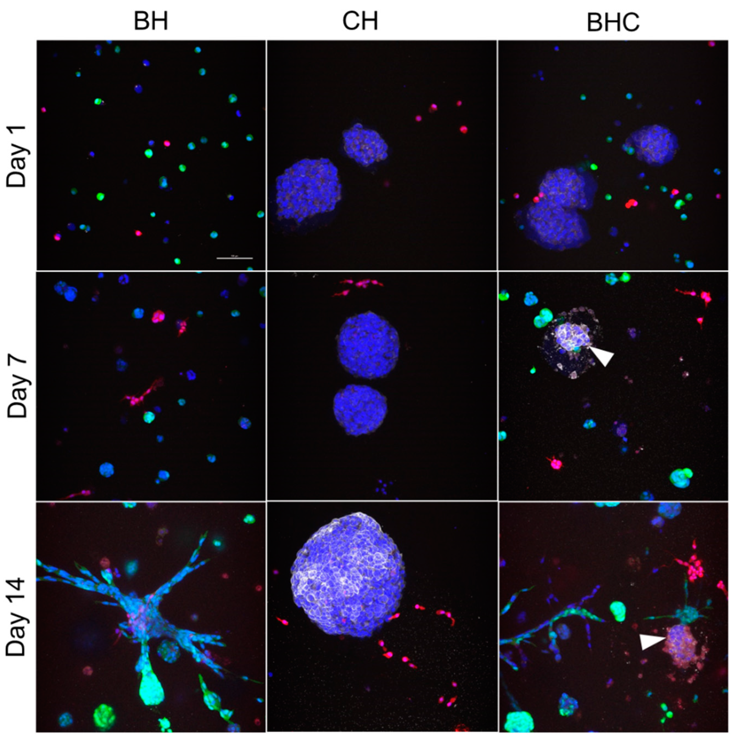 Biology 11 01271 g002