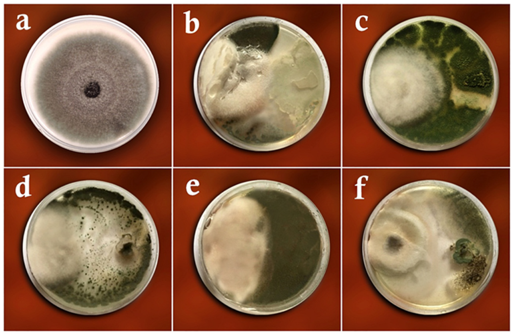 Biology 11 01282 g004