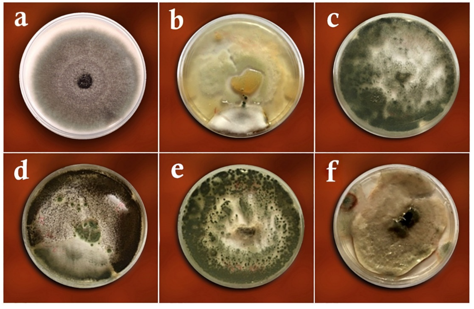Biology 11 01282 g005
