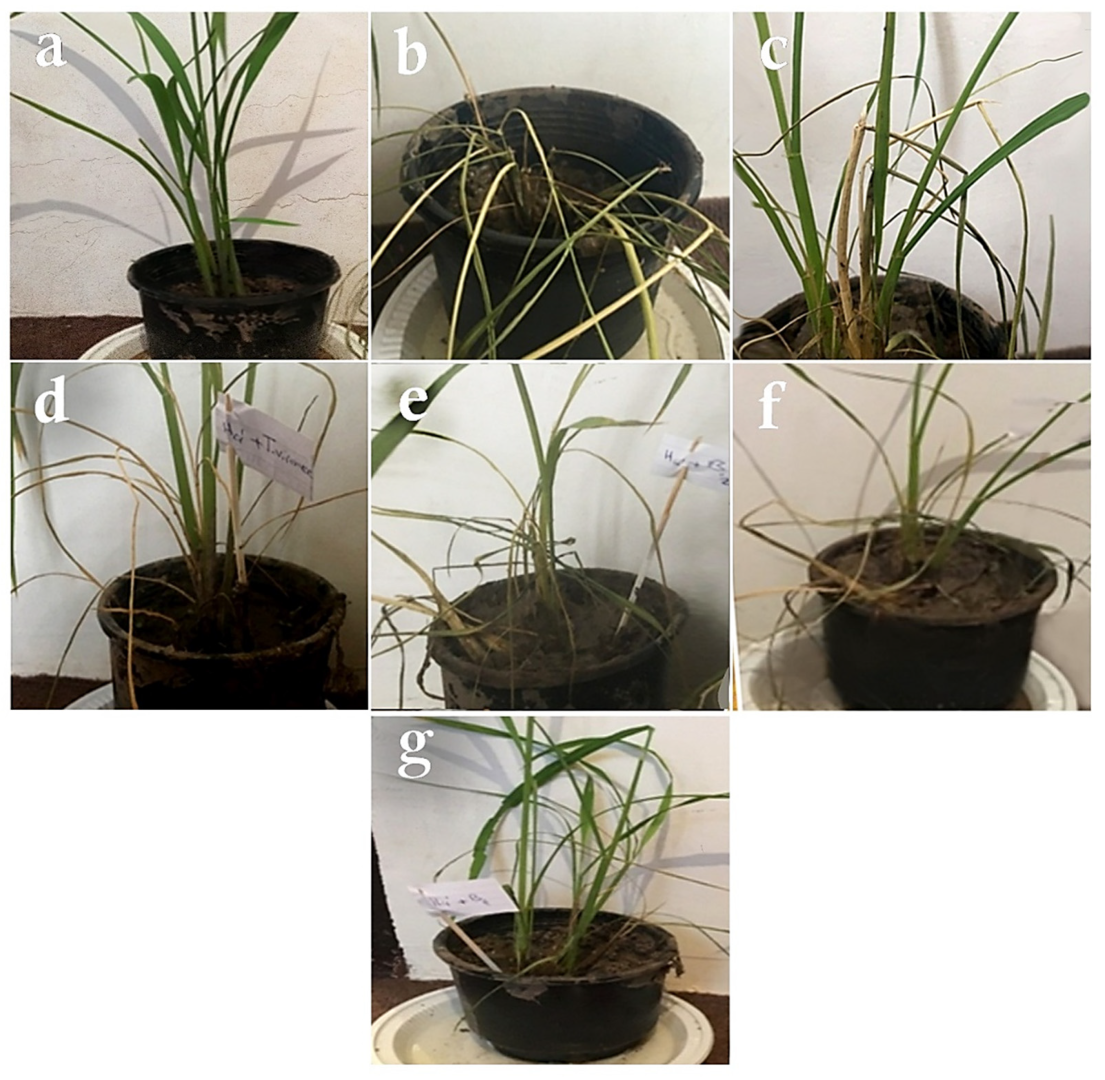 Biology 11 01282 g007