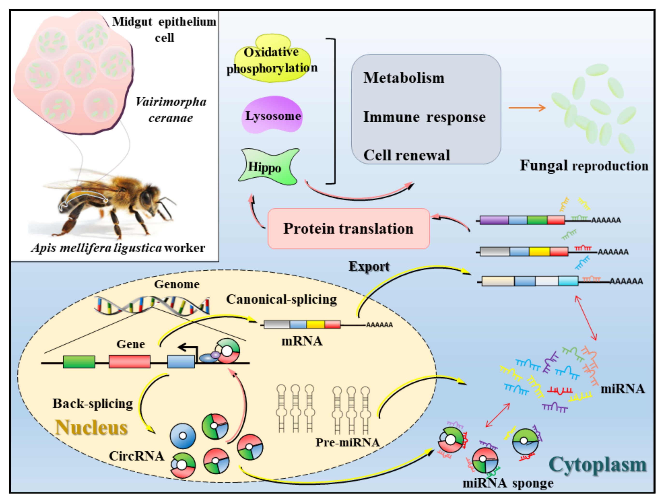 Biology 11 01285 g010 550