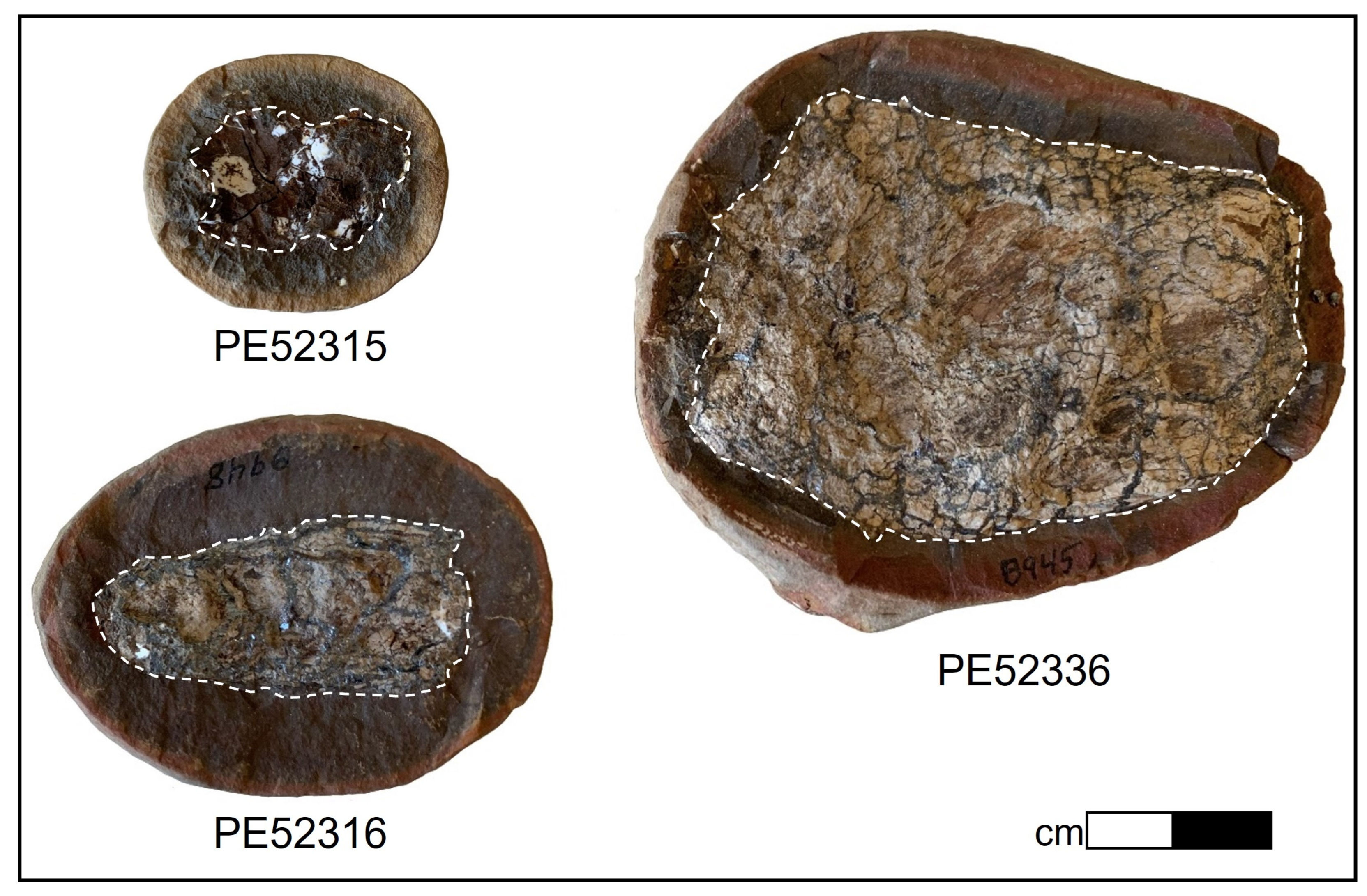 Biology | Free Full-Text | Fossil Biomarkers and Biosignatures Preserved in  Coprolites Reveal Carnivorous Diets in the Carboniferous Mazon Creek  Ecosystem