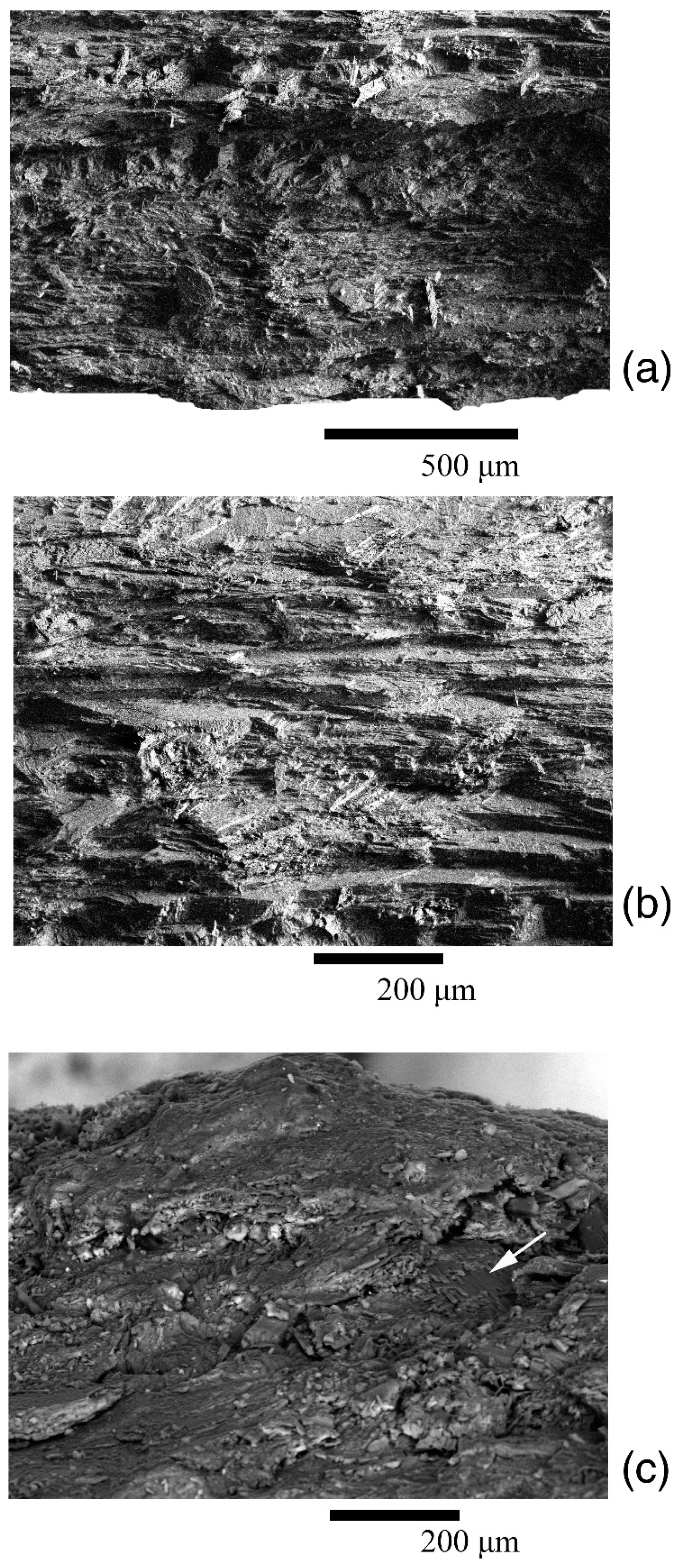 Biology 11 01300 g006 Biology 11 01300 g006