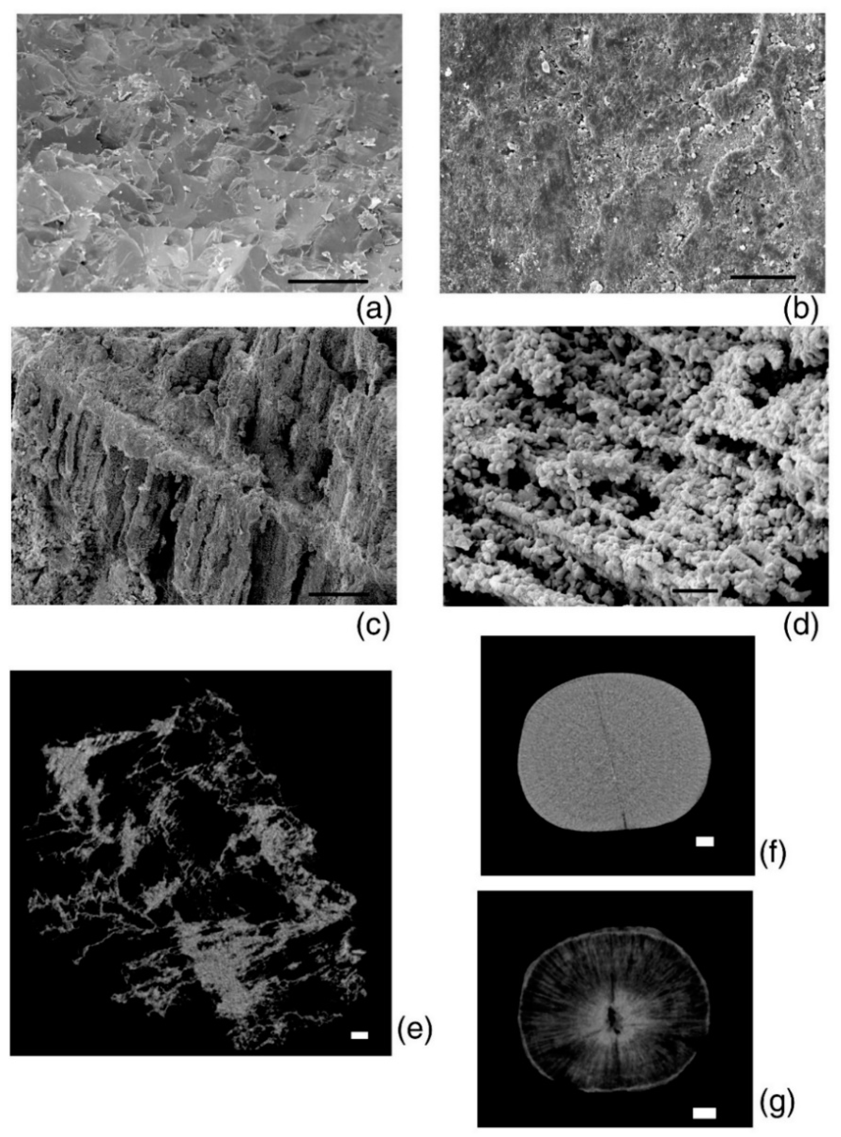 Biology 11 01300 g010 Biology 11 01300 g010