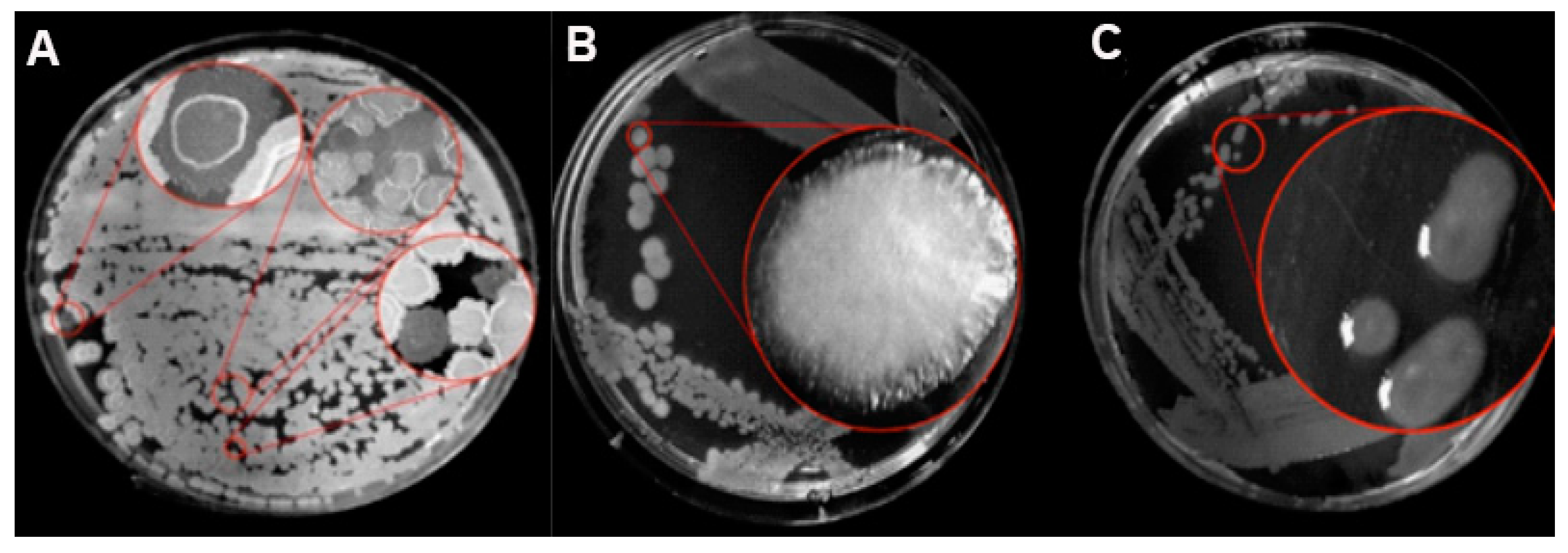 Biology 11 01305 g001