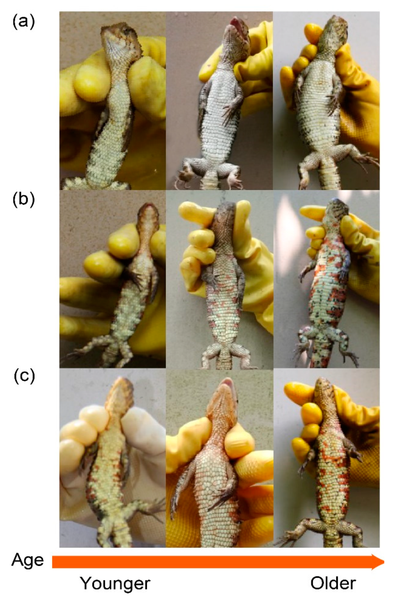 Biology 11 01314 g003 550