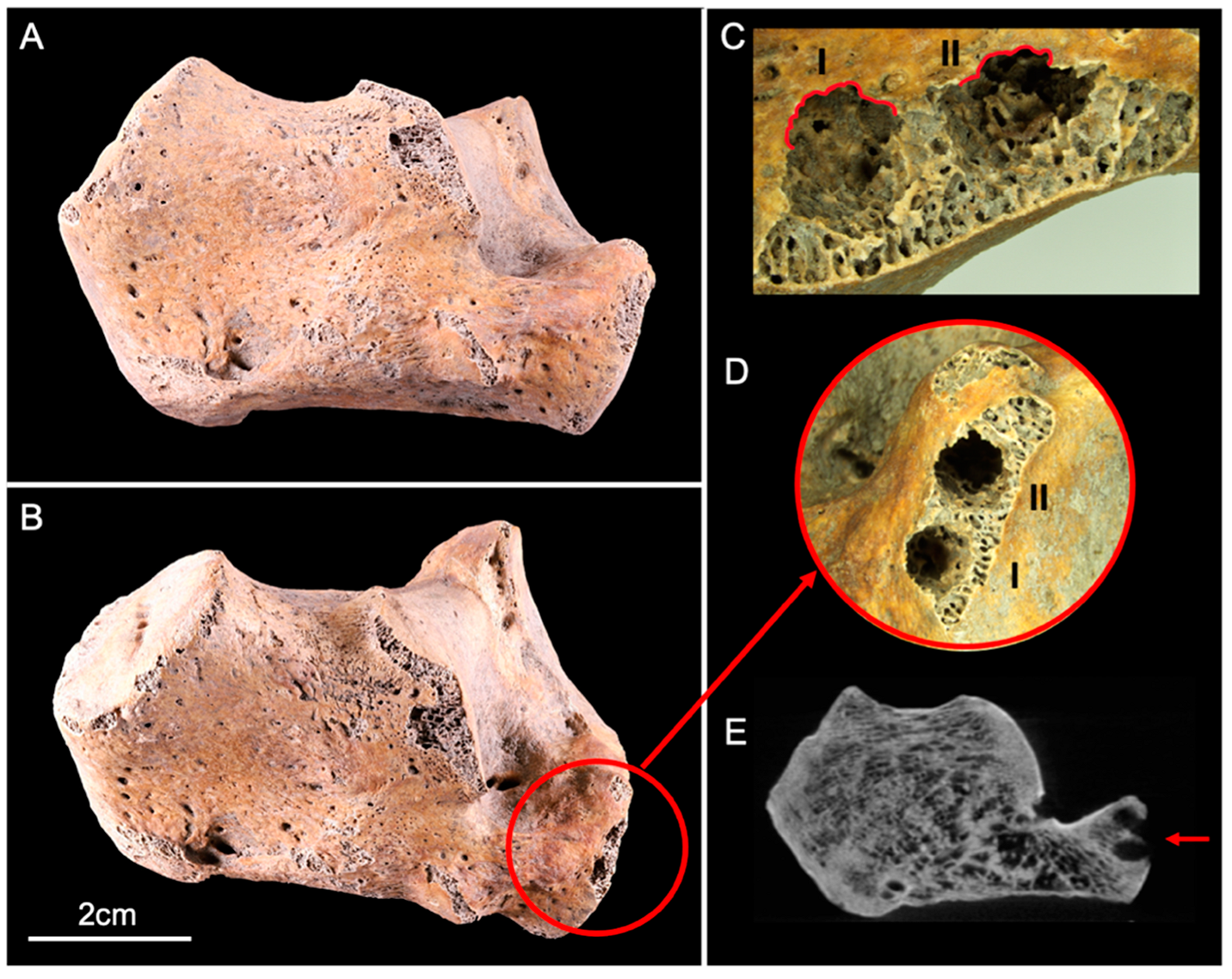 Biology 11 01321 g002 550