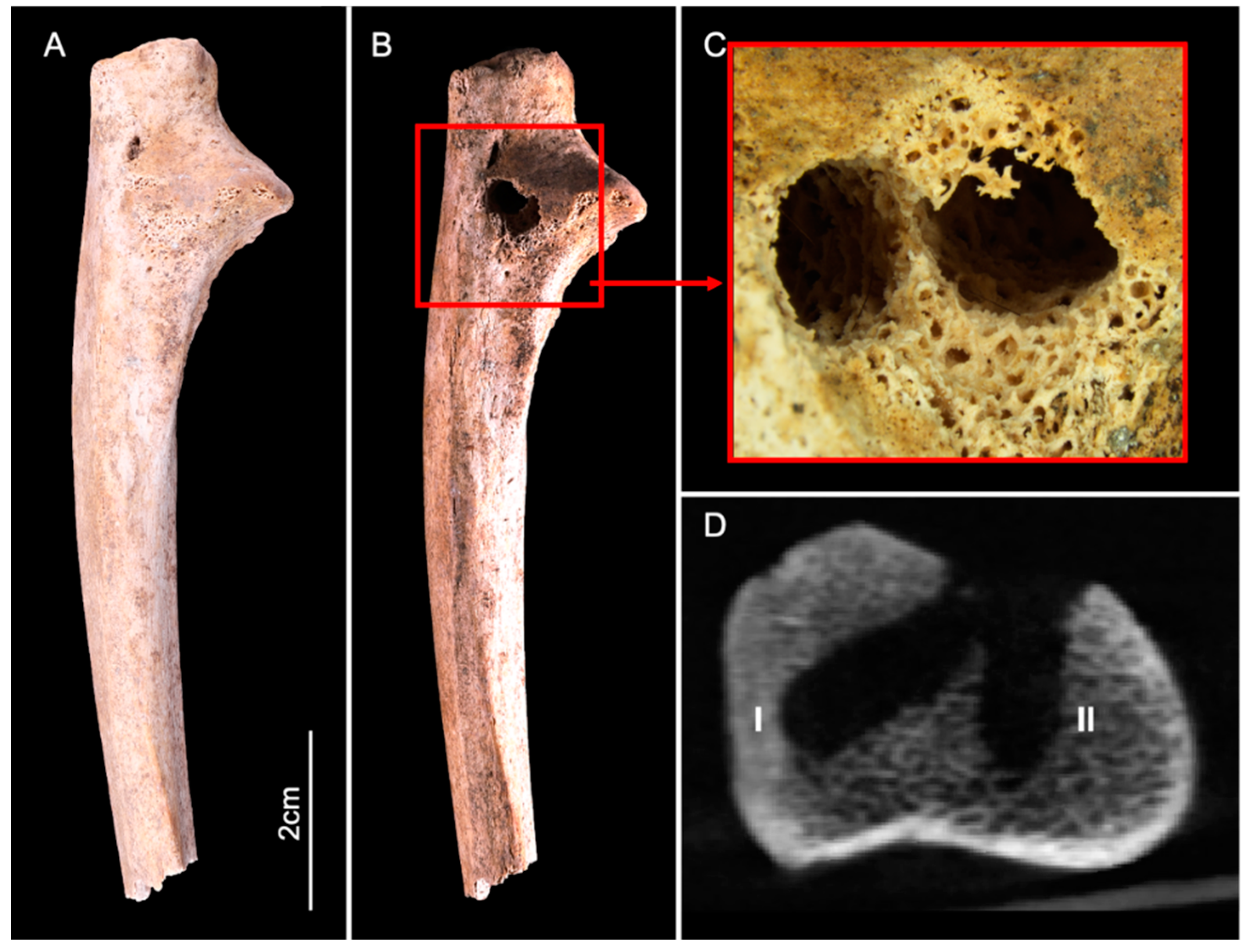 Biology 11 01321 g003 550