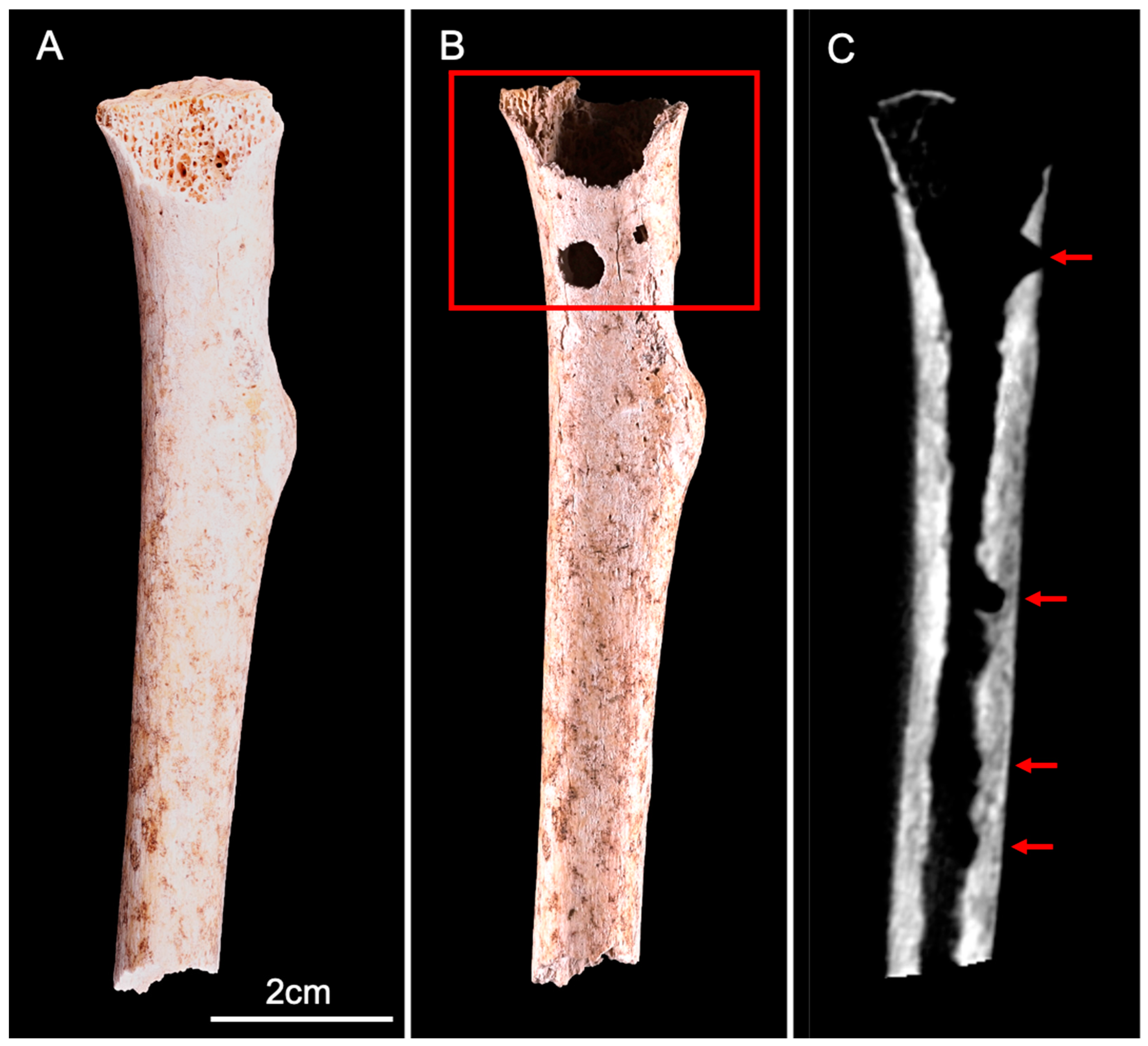 Biology 11 01321 g005 550
