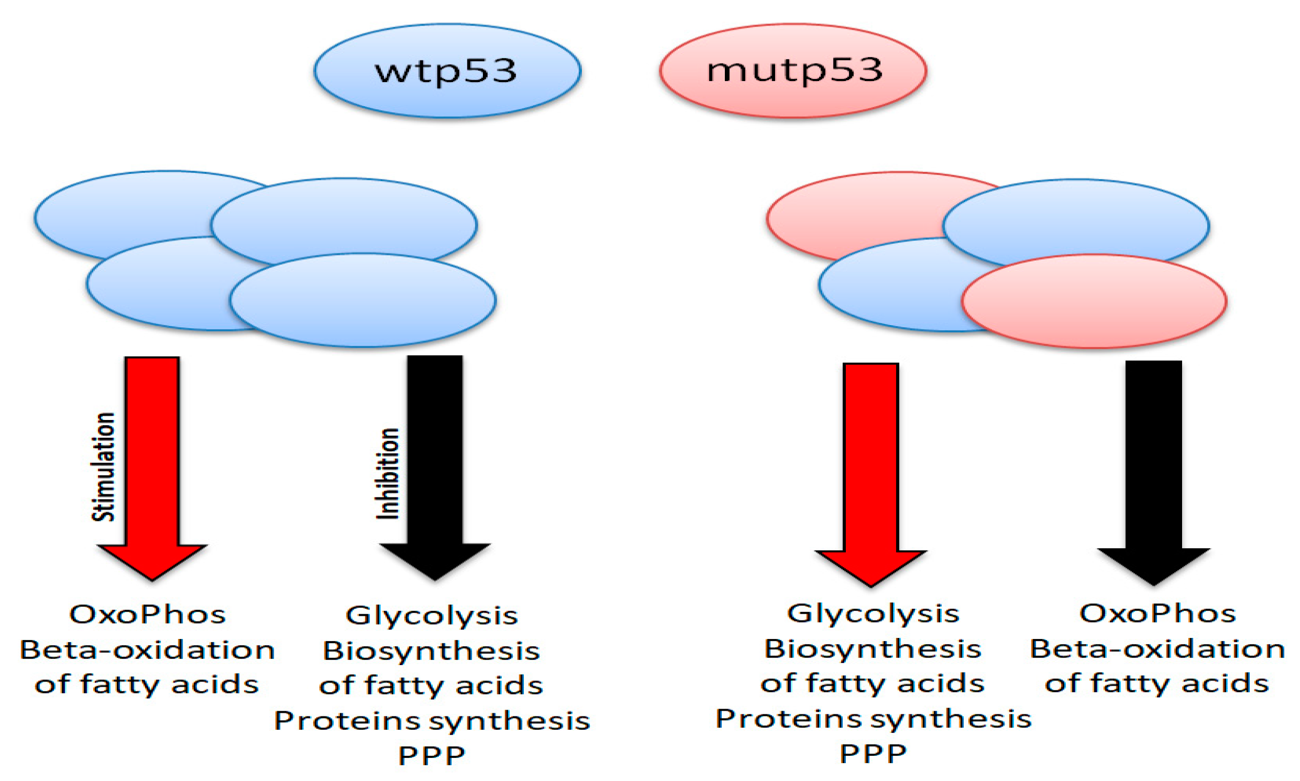 Biology 11 01325 g008 Biology 11 01325 g008