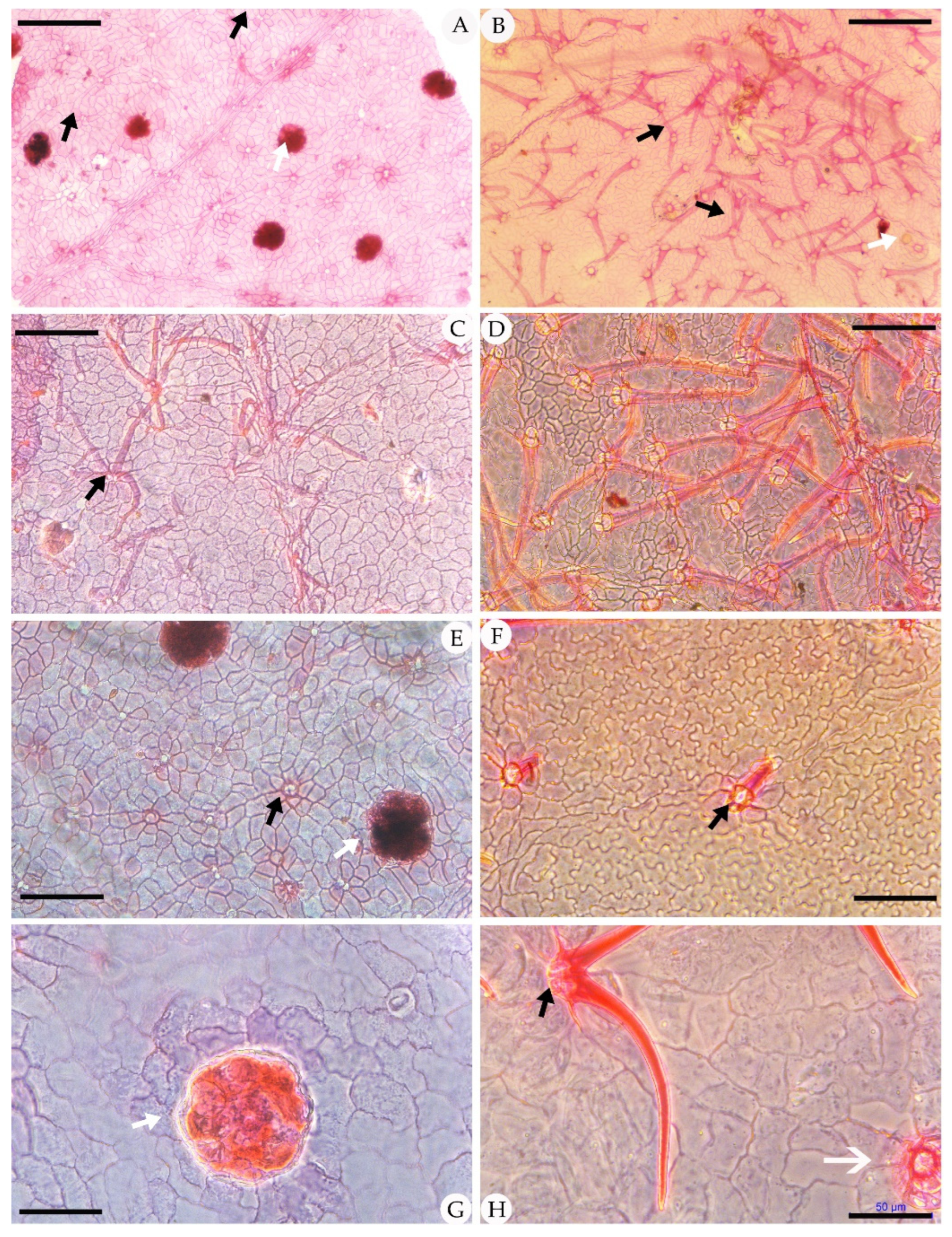 Biology 11 01326 g003