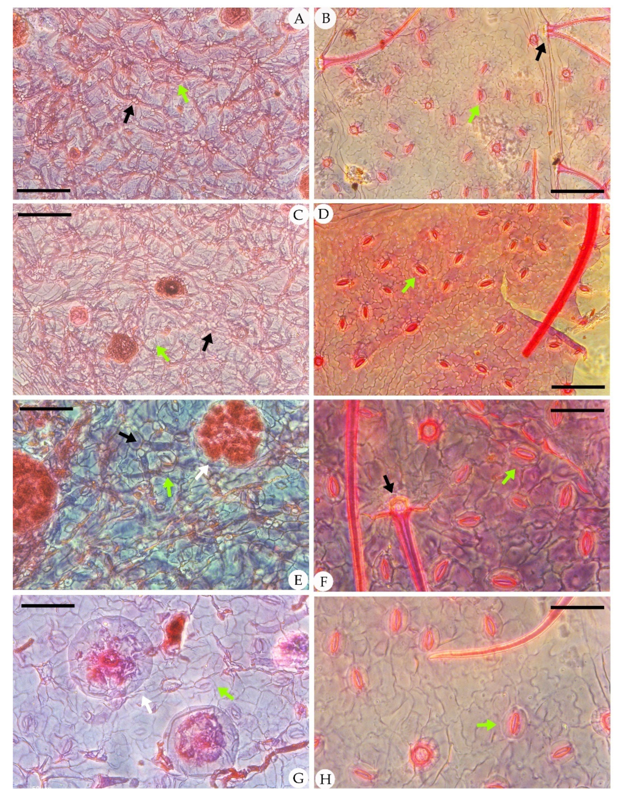 Biology 11 01326 g004