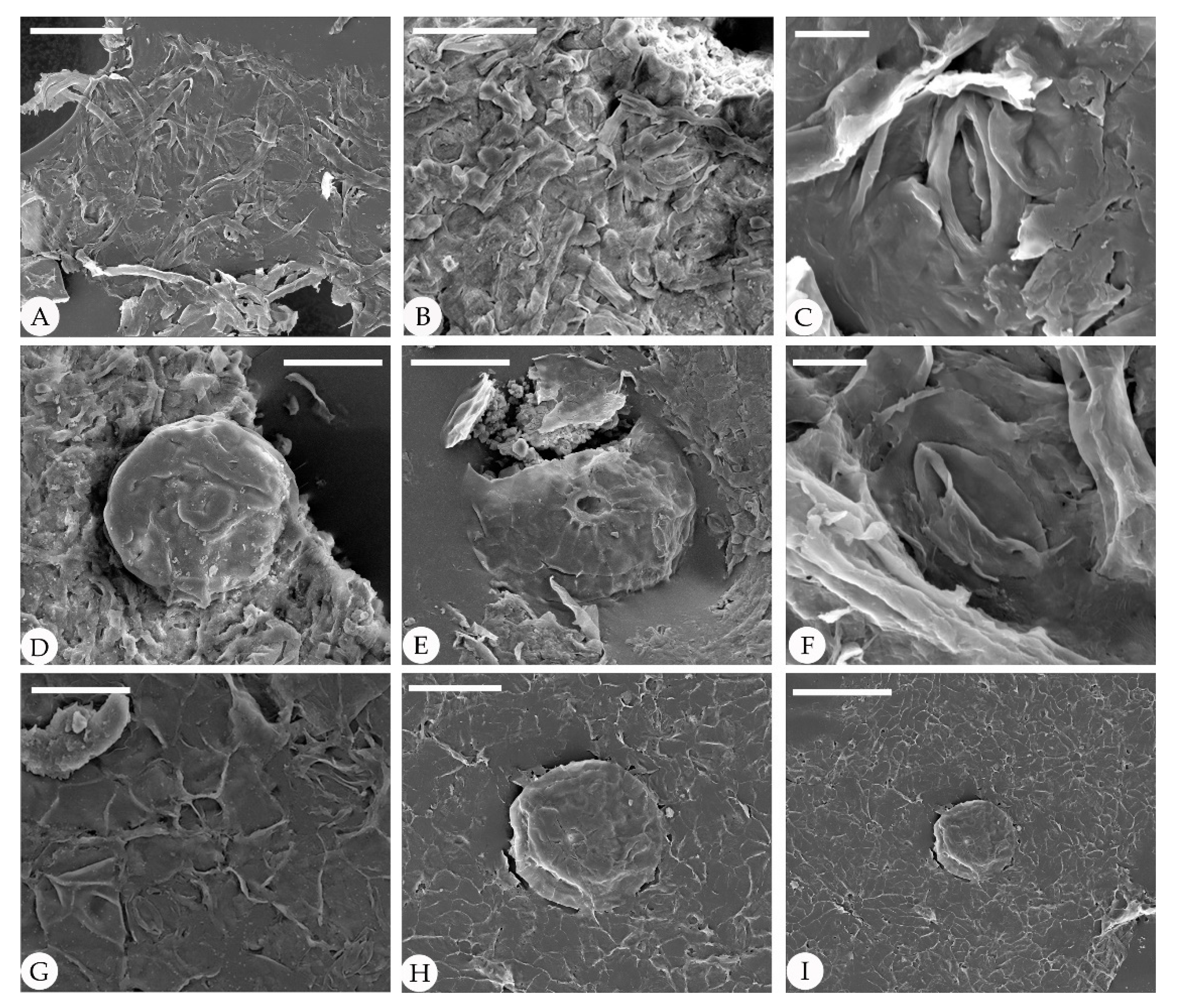 Biology 11 01326 g006