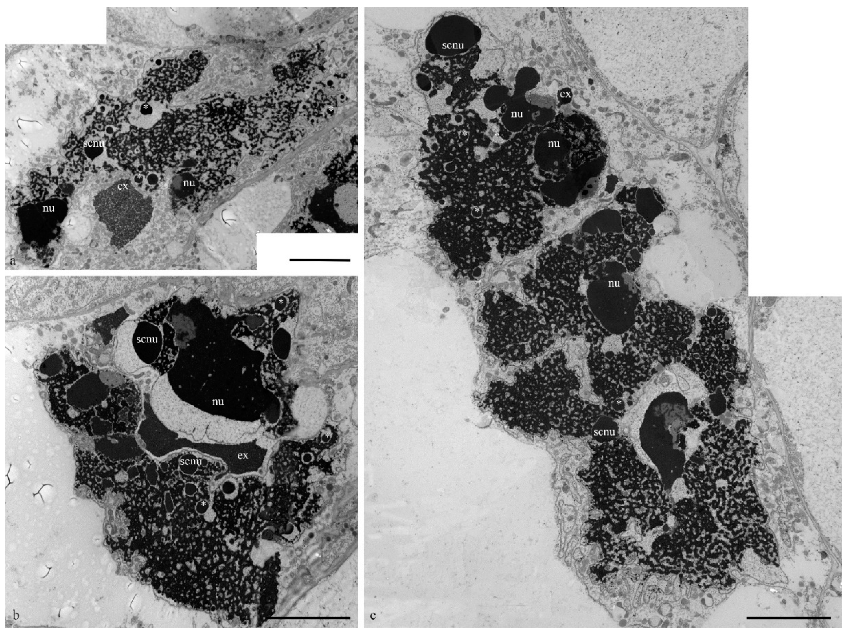 Biology 11 01340 g004