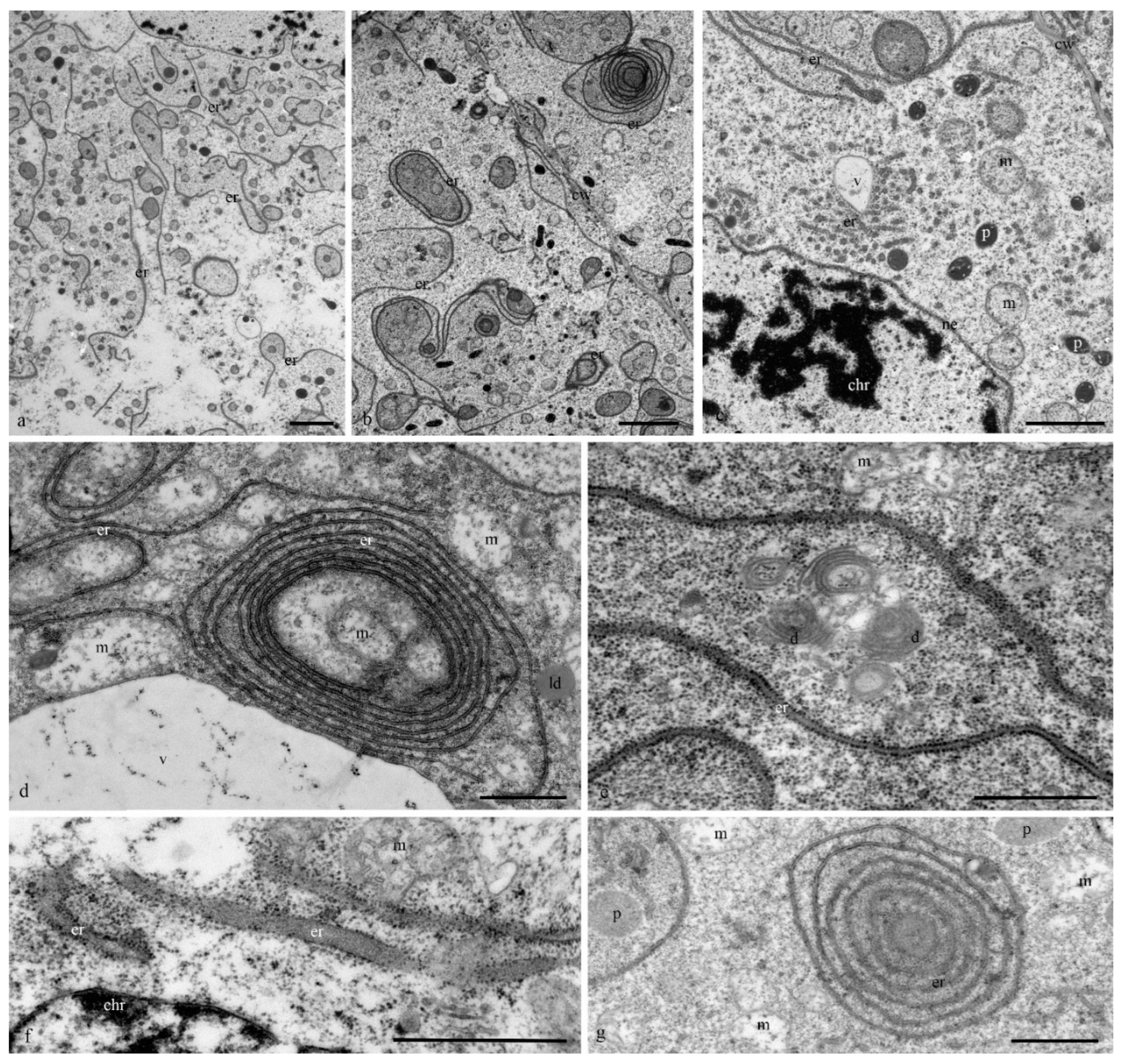 Biology 11 01340 g007