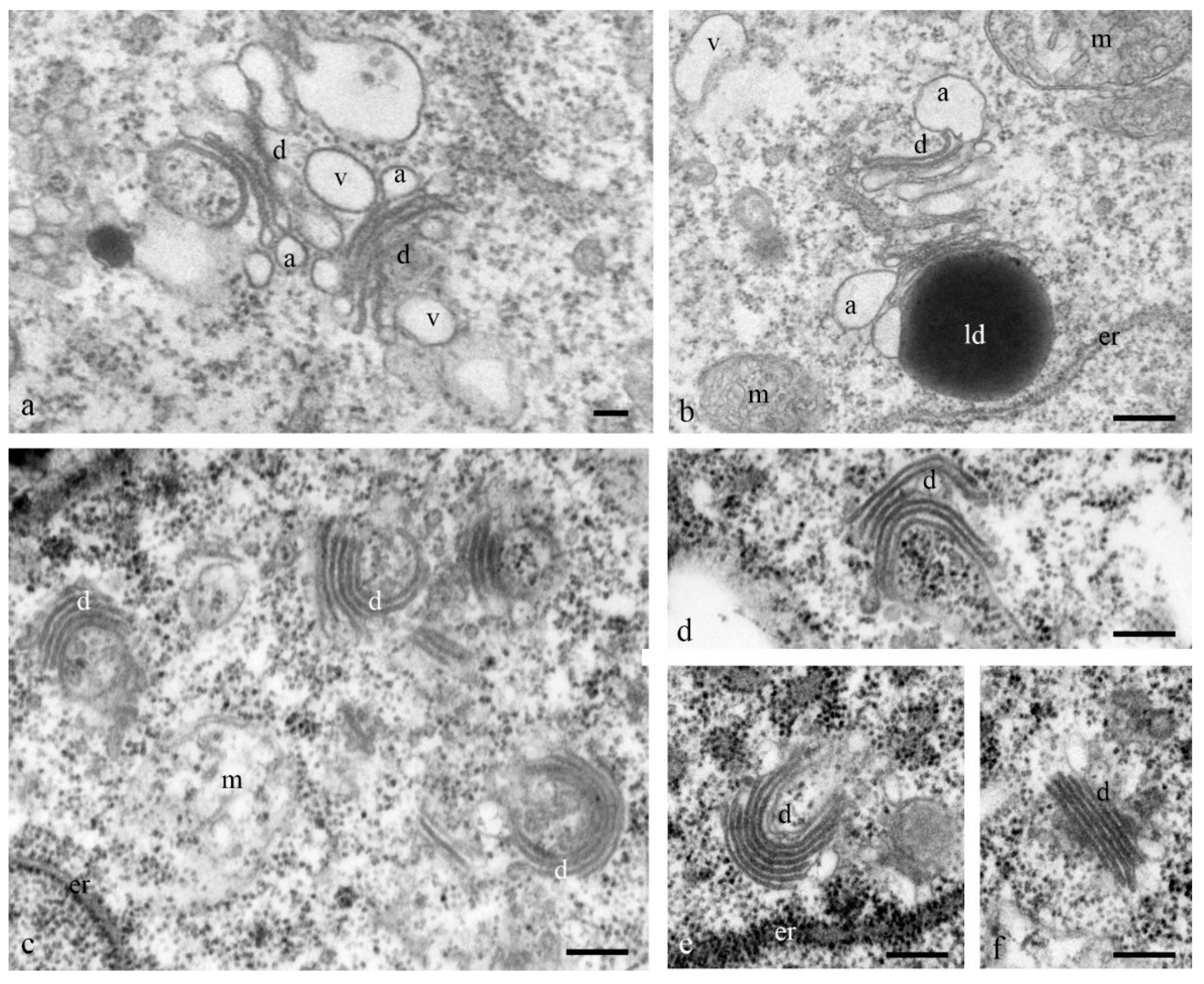 Biology 11 01340 g008