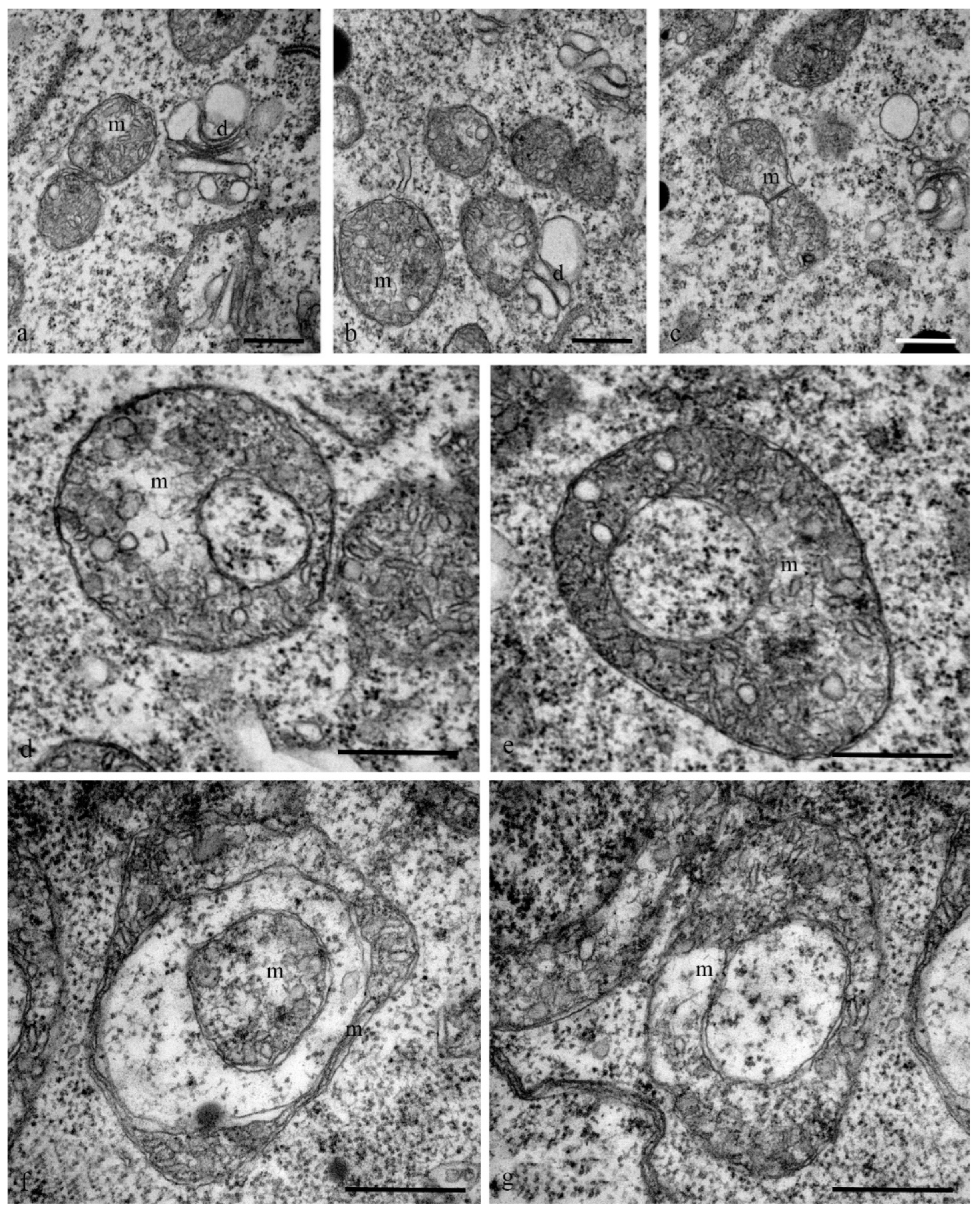 Biology 11 01340 g009