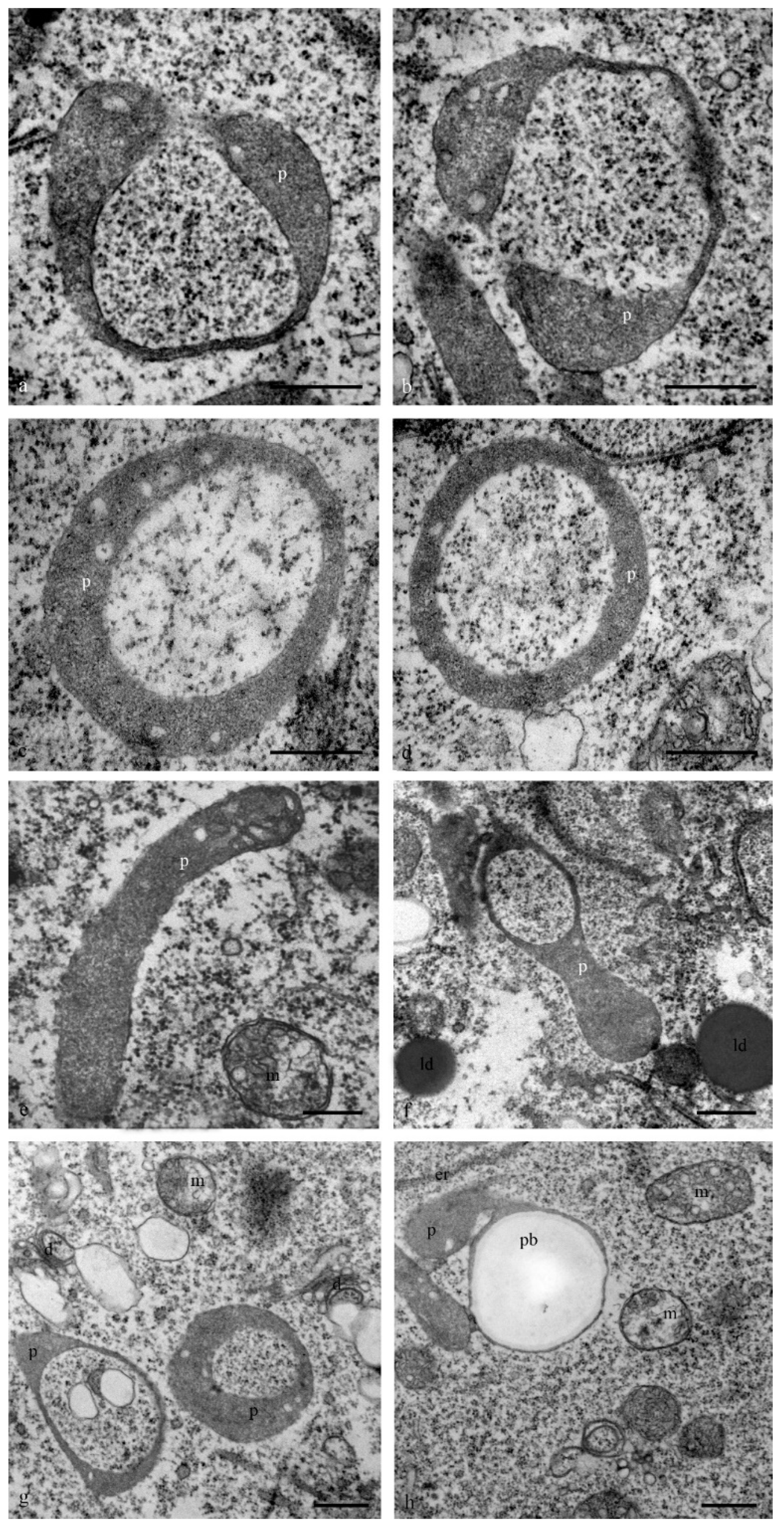 Biology 11 01340 g010