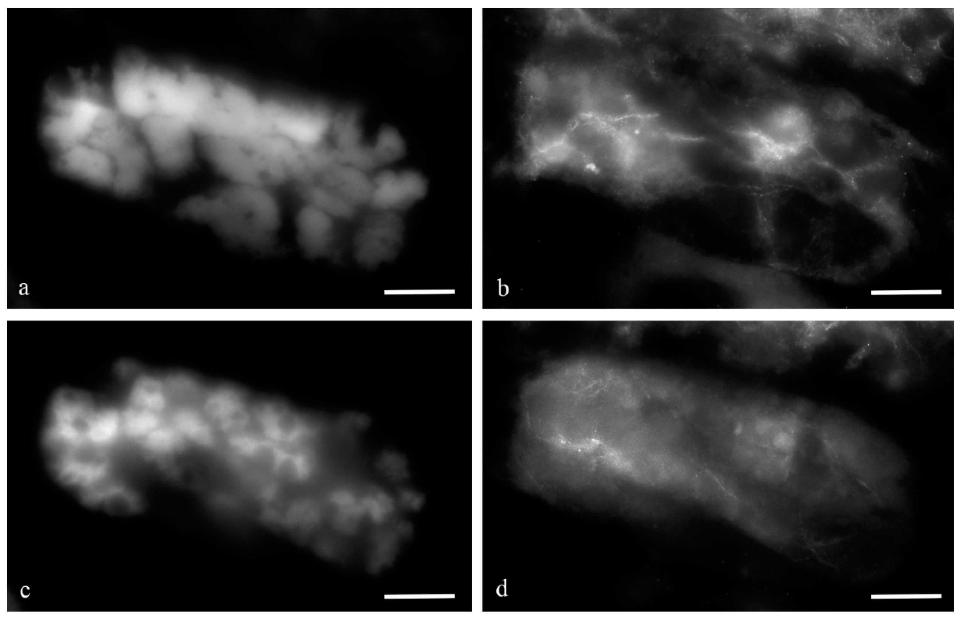 Biology 11 01340 g013