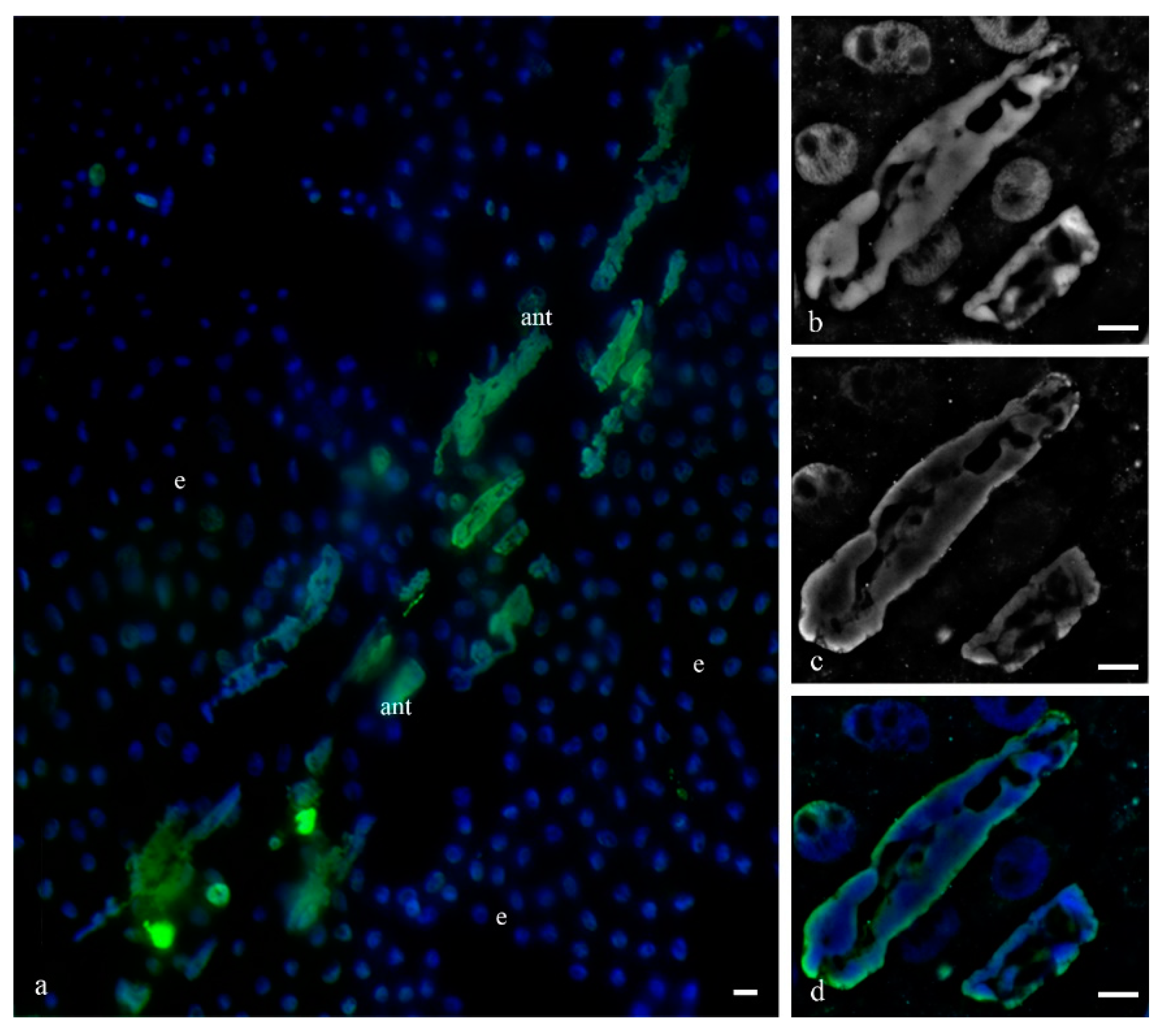 Biology 11 01340 g014
