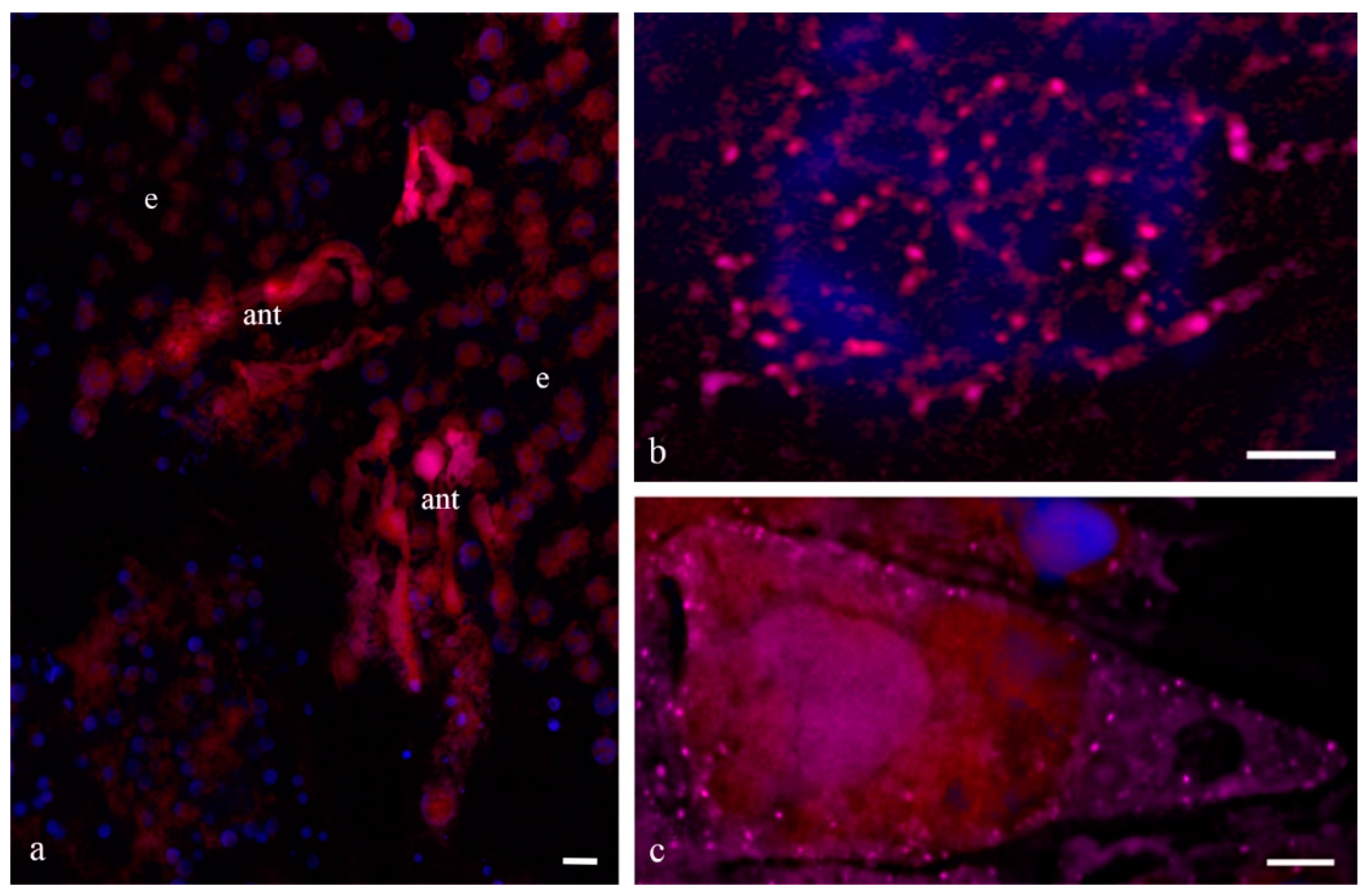 Biology 11 01340 g015