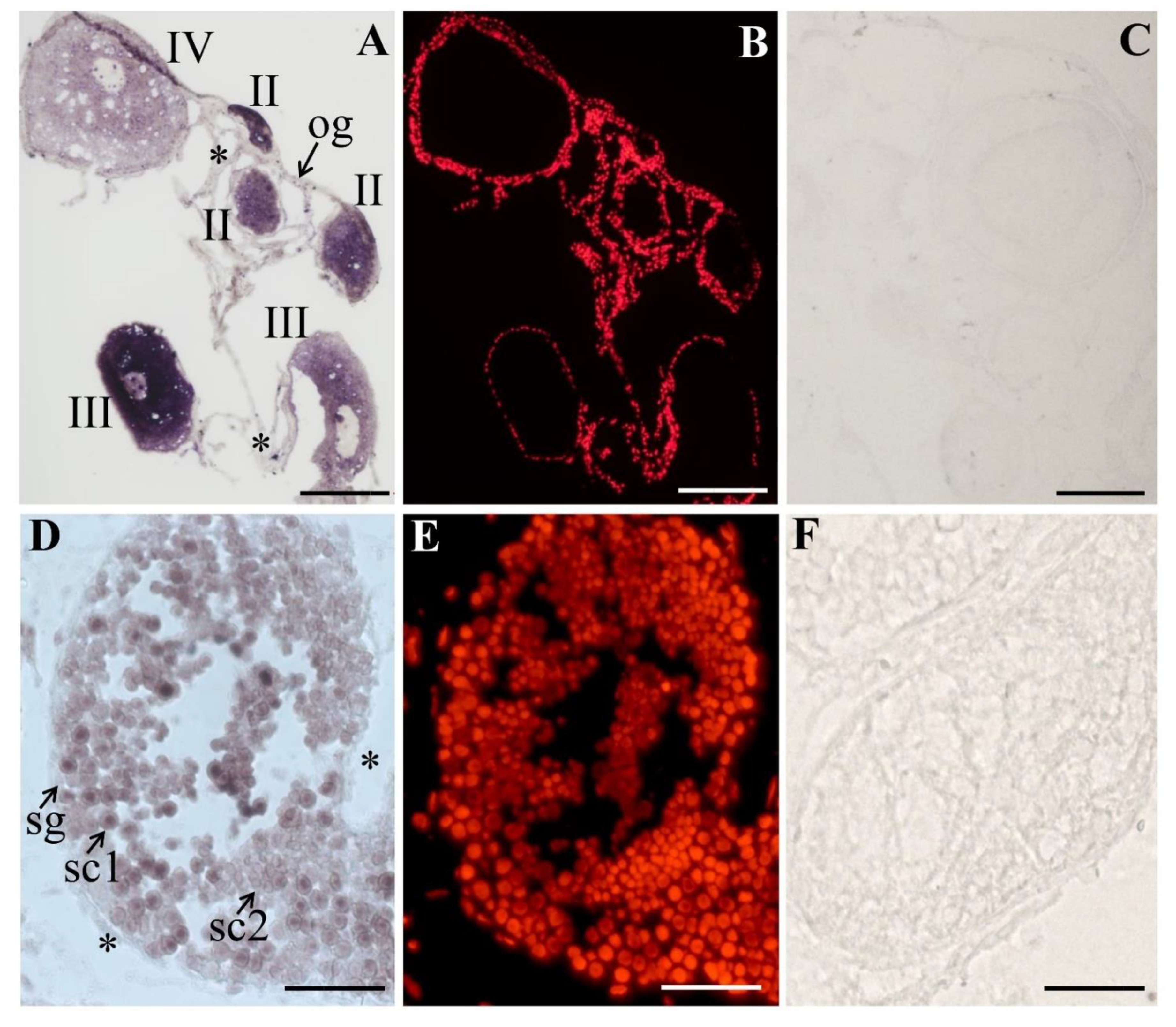 Biology 11 01342 g004