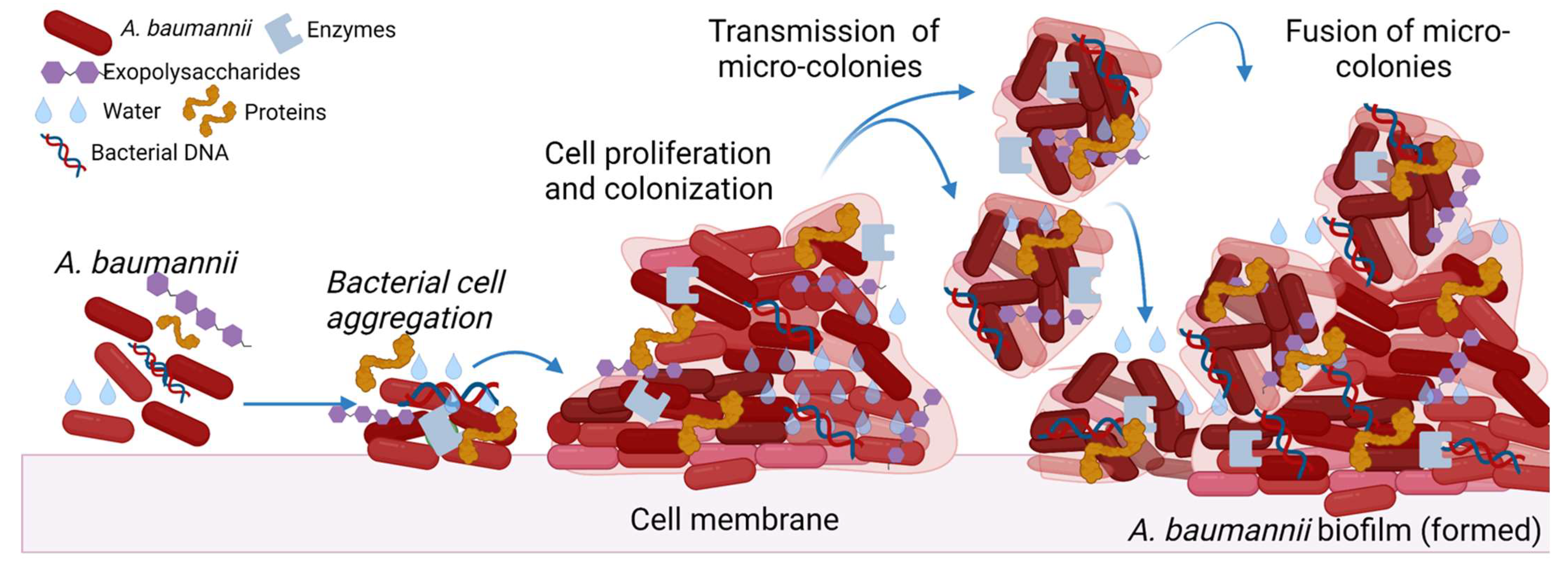 Biology 11 01343 g001 Biology 11 01343 g001