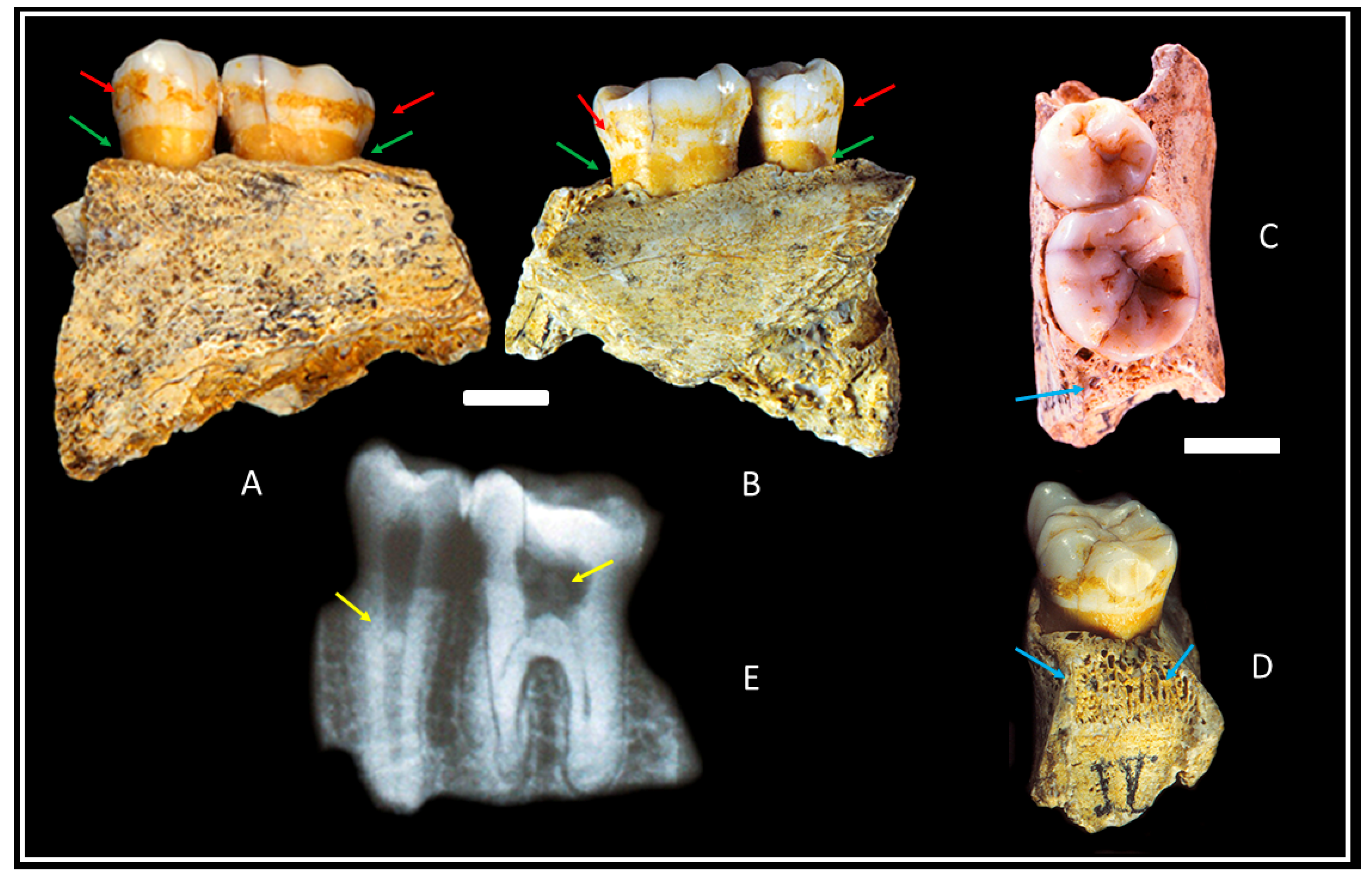 Biology 11 01352 g001