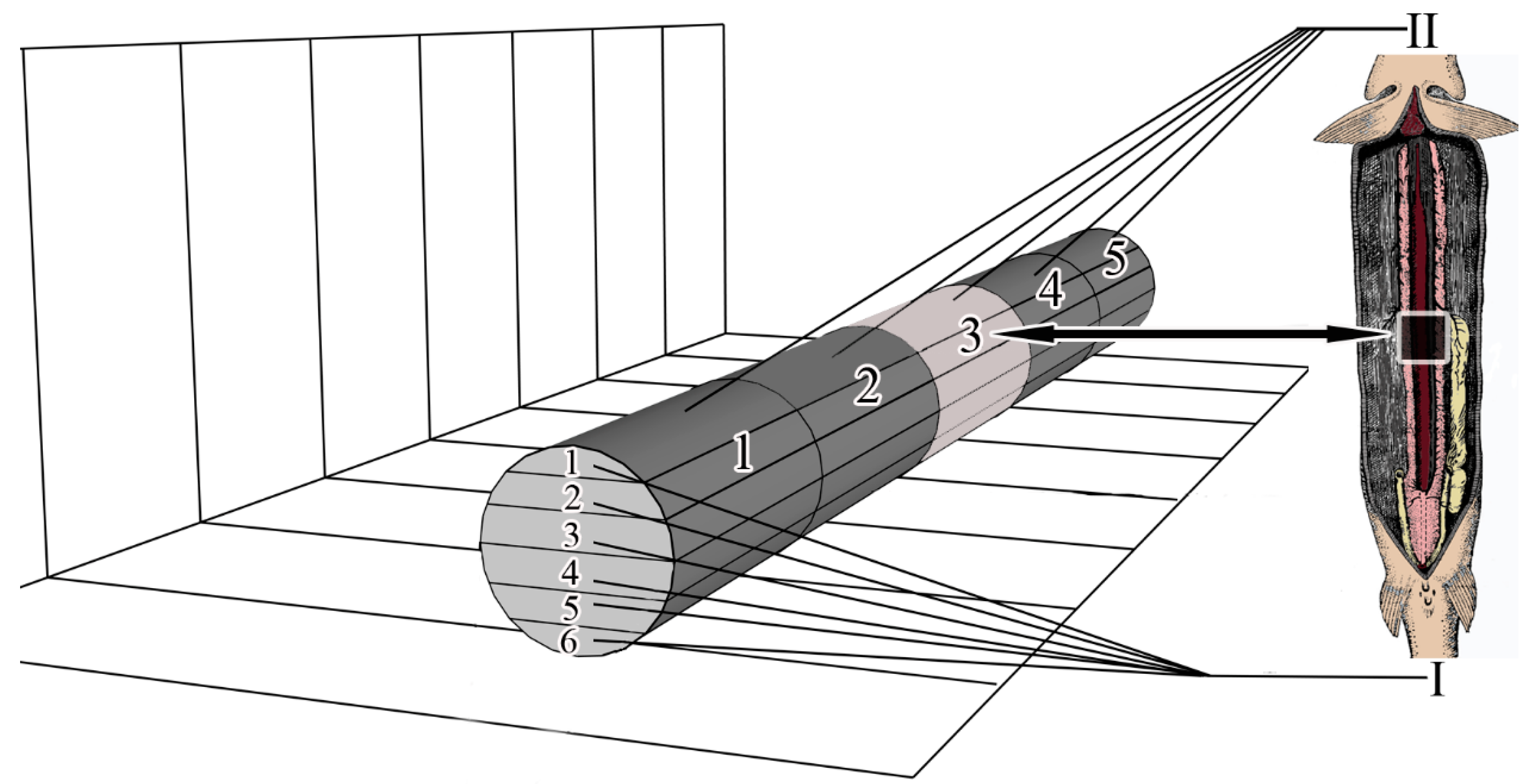 Biology 11 01374 g001 550