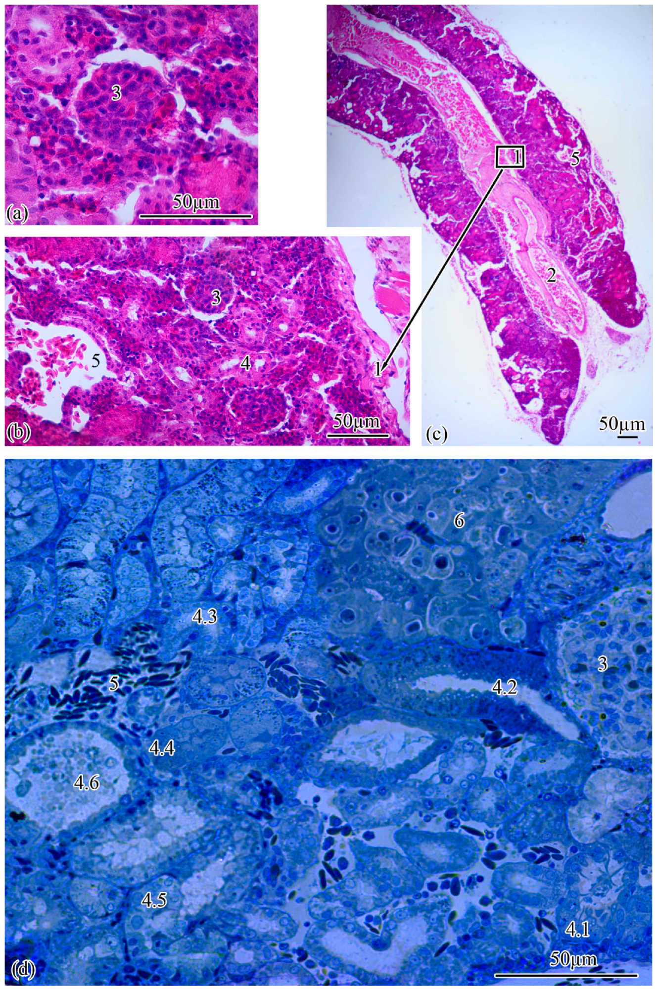 Biology 11 01374 g002 550