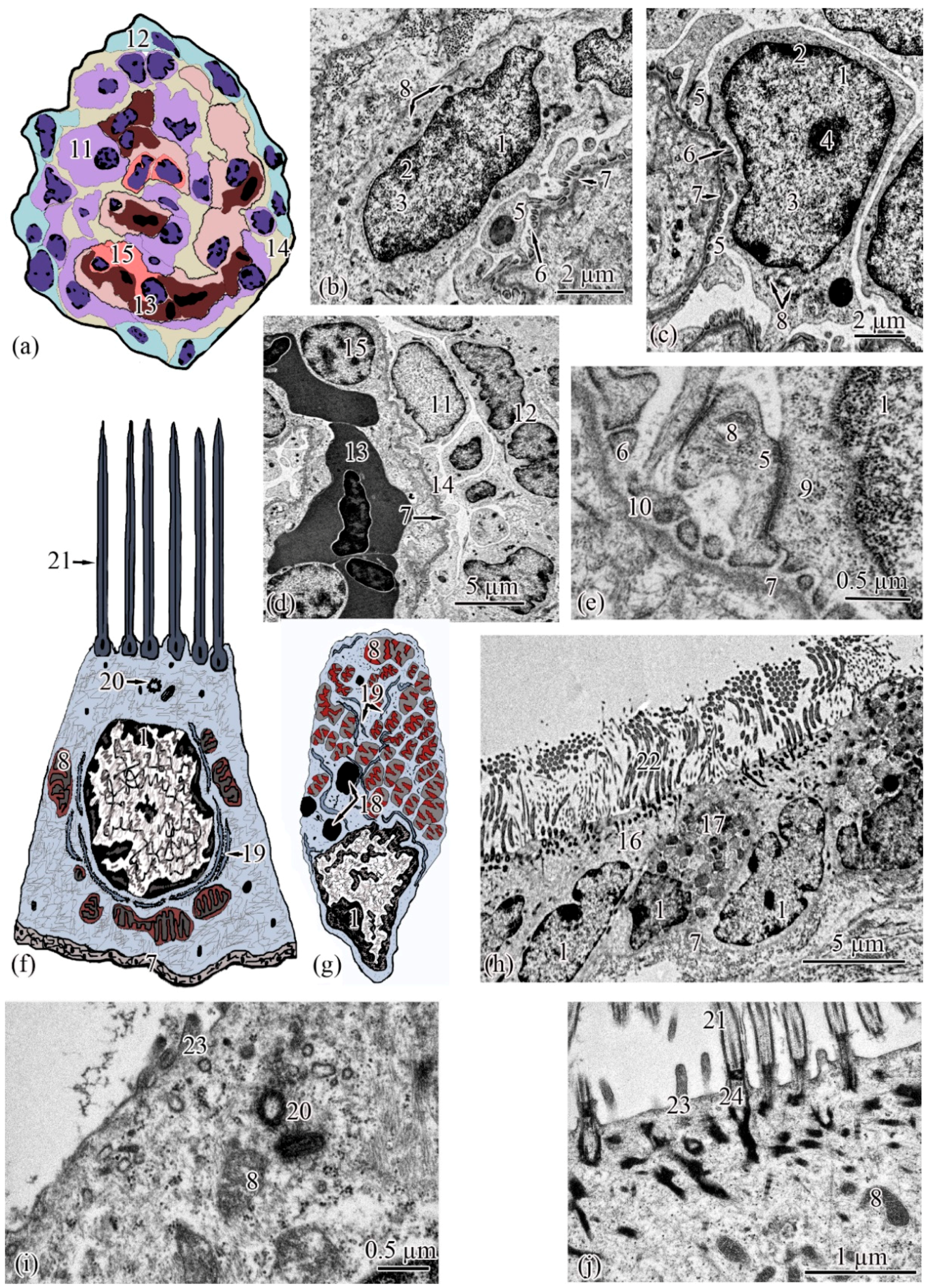 Biology 11 01374 g003 550